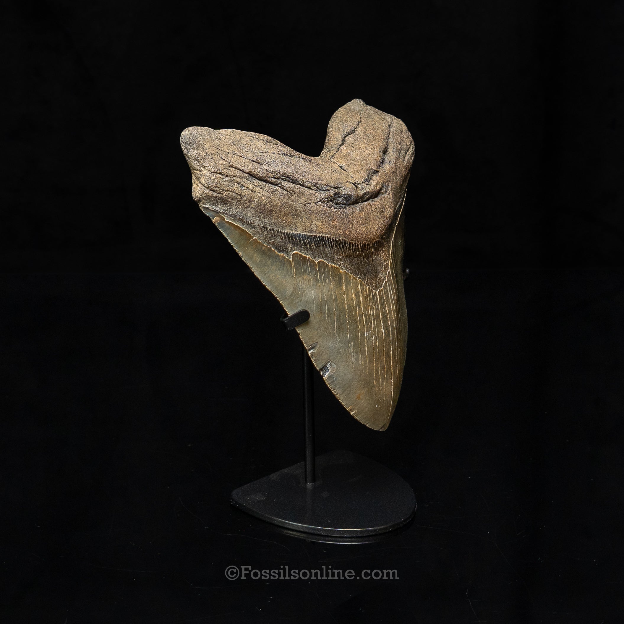 North Carolina Megalodon 6.36"