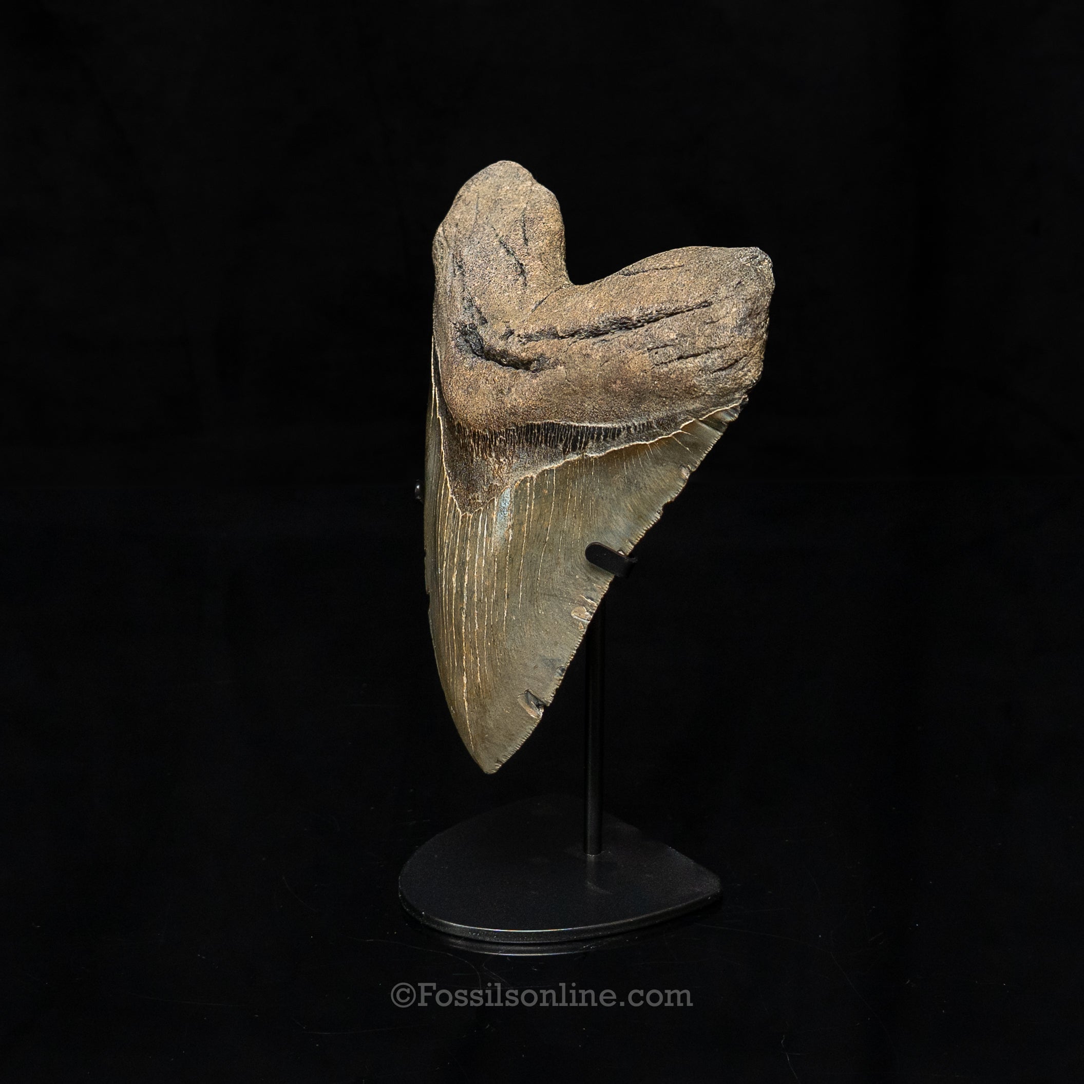 North Carolina Megalodon 6.36"