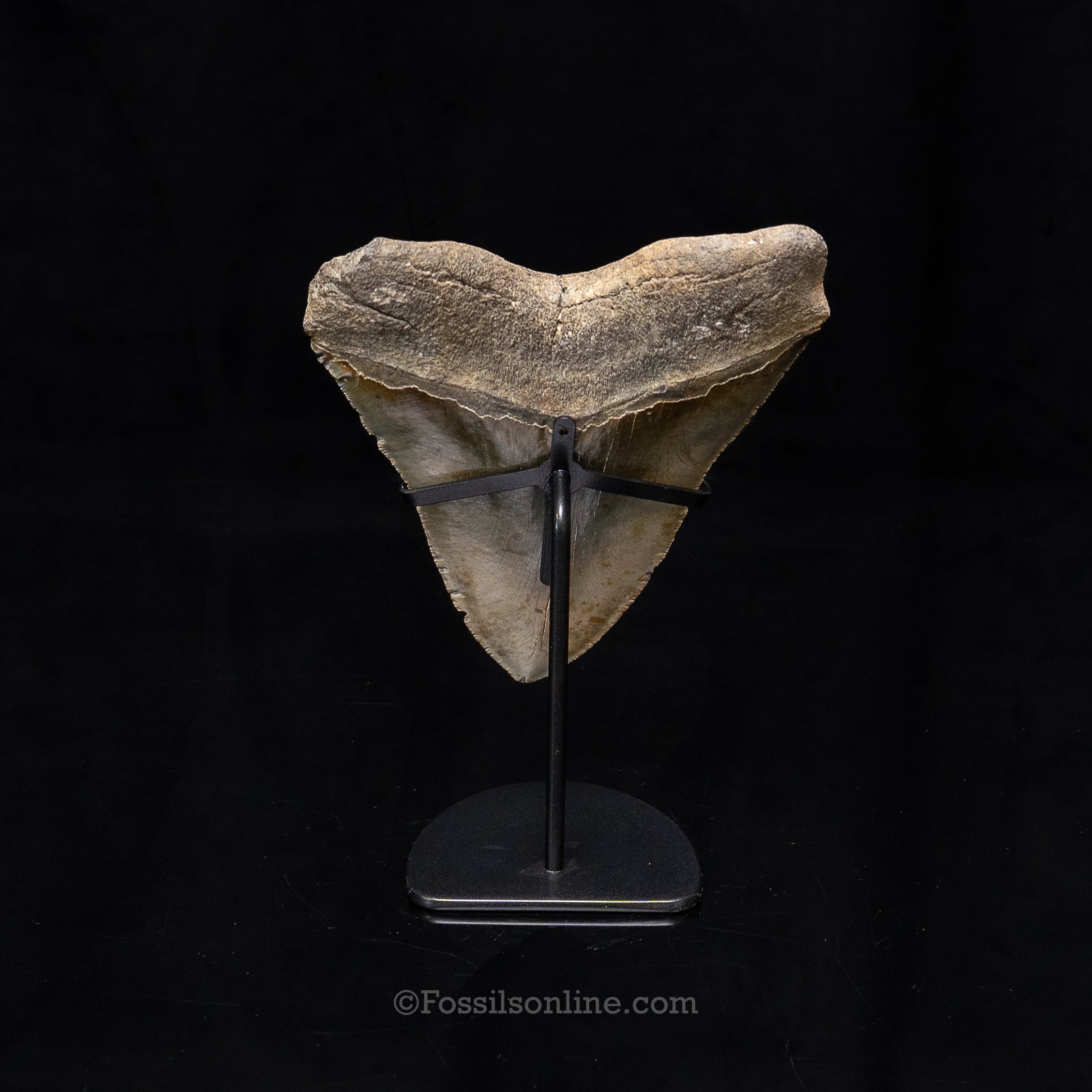 North Carolina Megalodon 6.36"