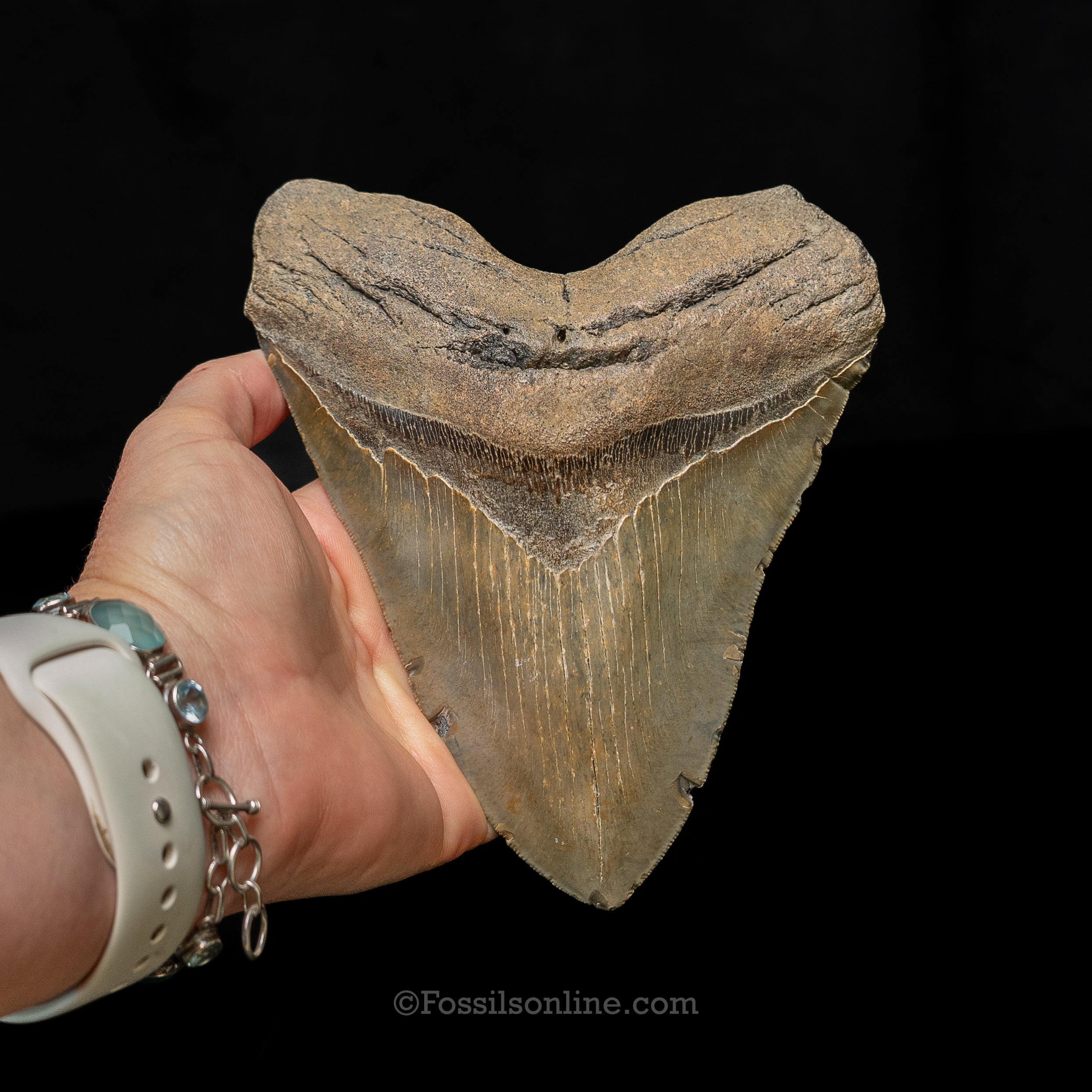 North Carolina Megalodon 6.36"