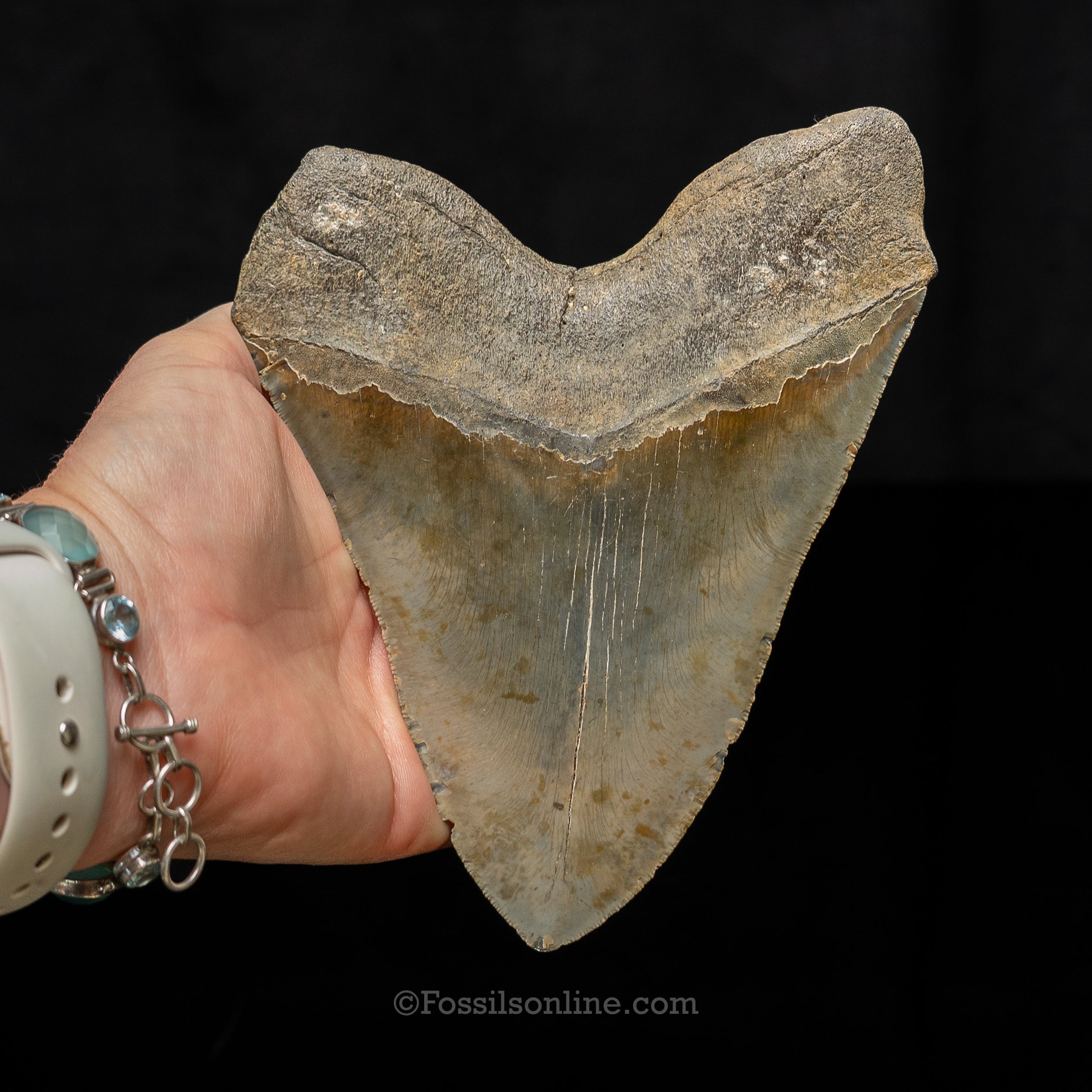 North Carolina Megalodon 6.36"