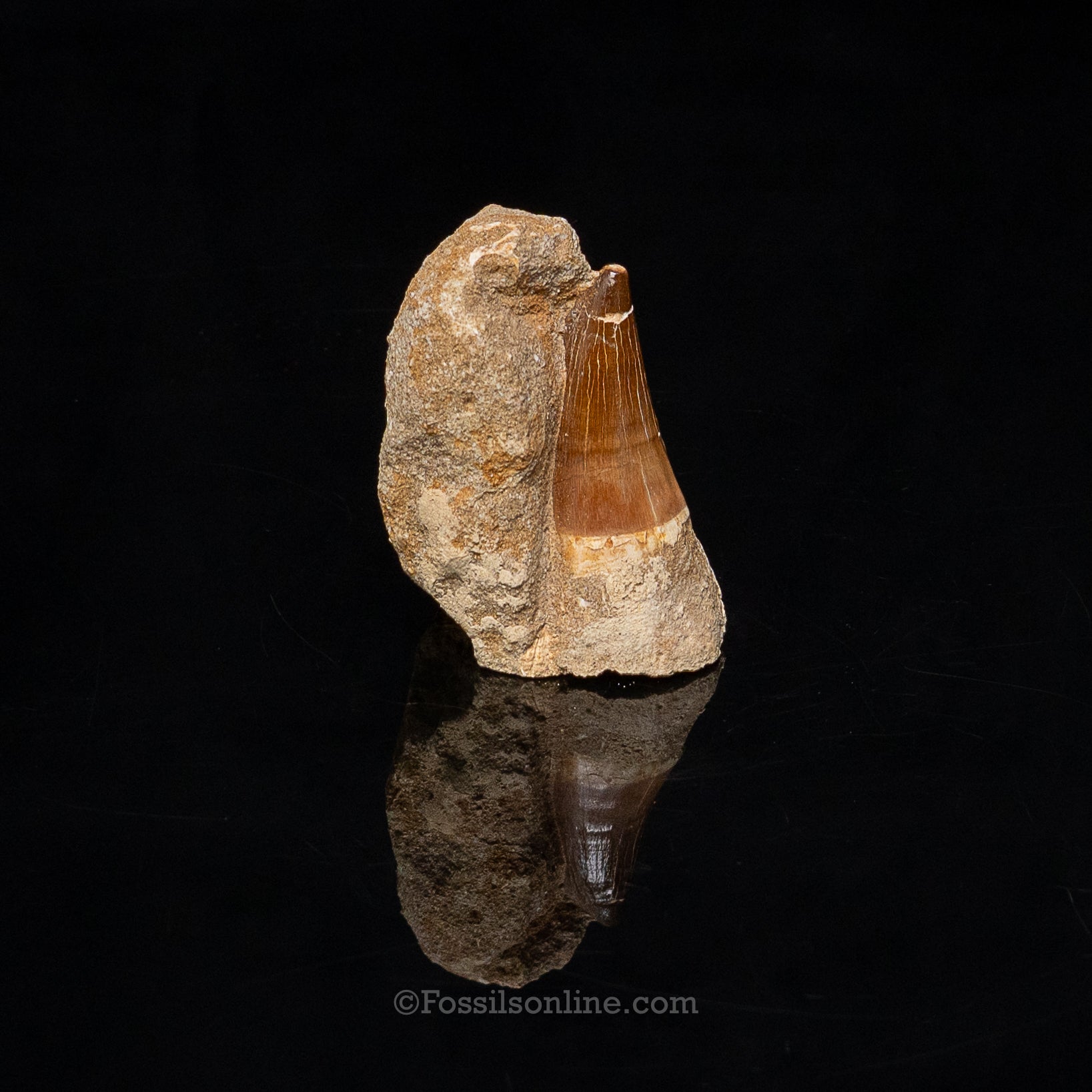Mosasaur Tooth in Original Matrix 2.04"