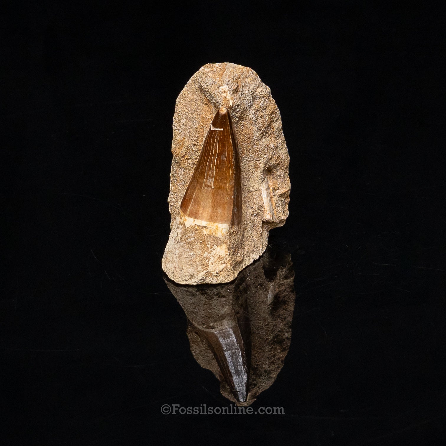 Mosasaur Tooth in Original Matrix 2.04"