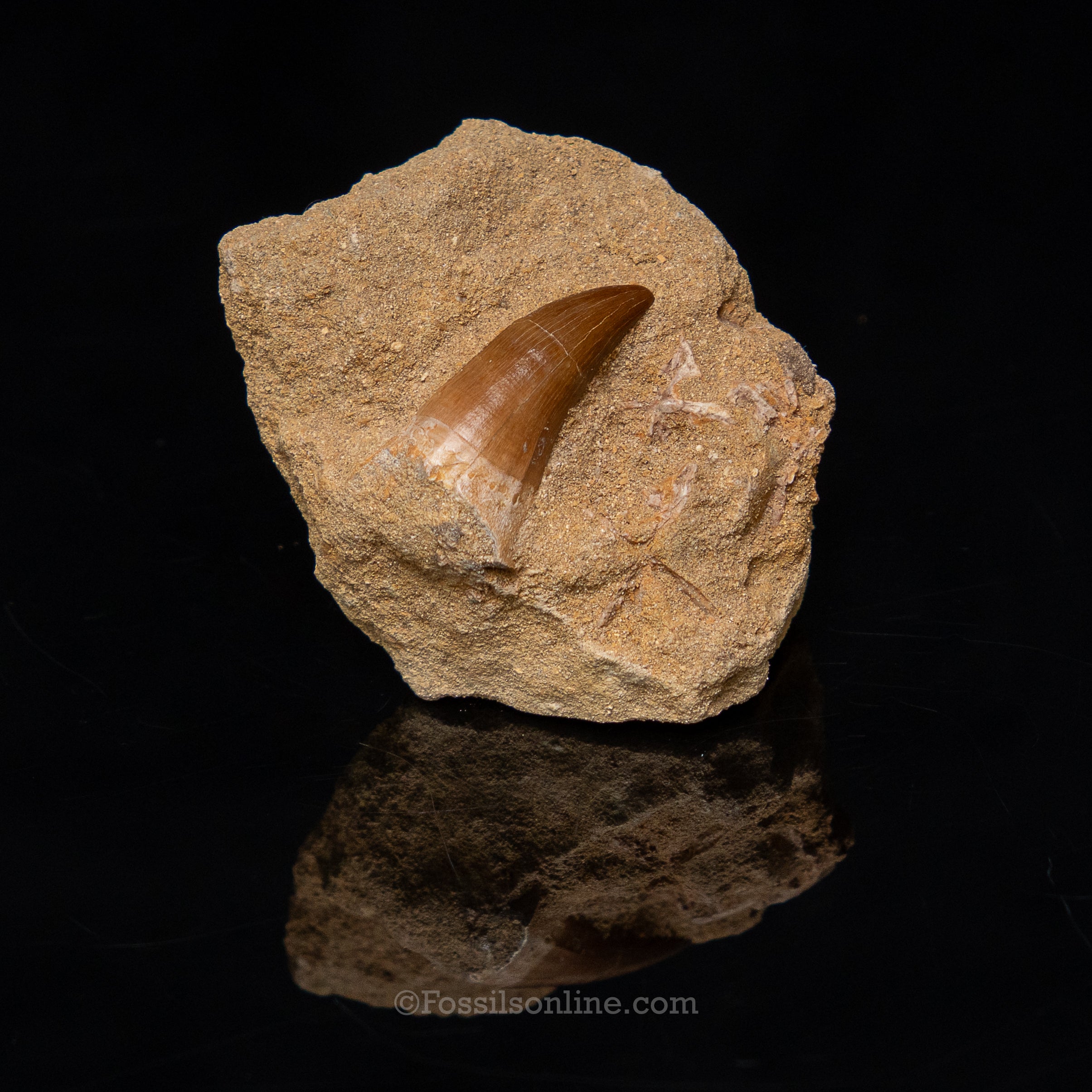 Mosasaur Tooth in Original Matrix 1.66"