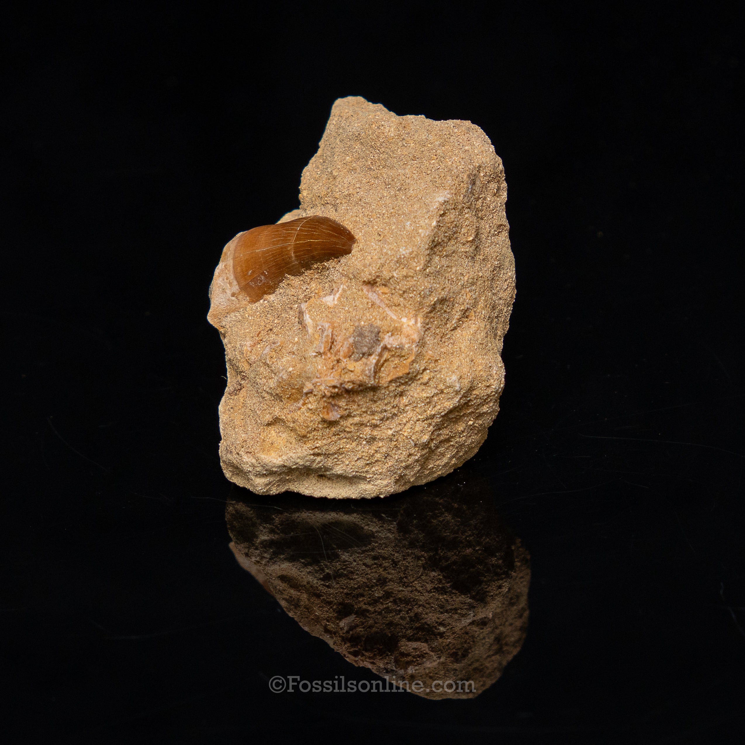 Mosasaur Tooth in Original Matrix 1.66"