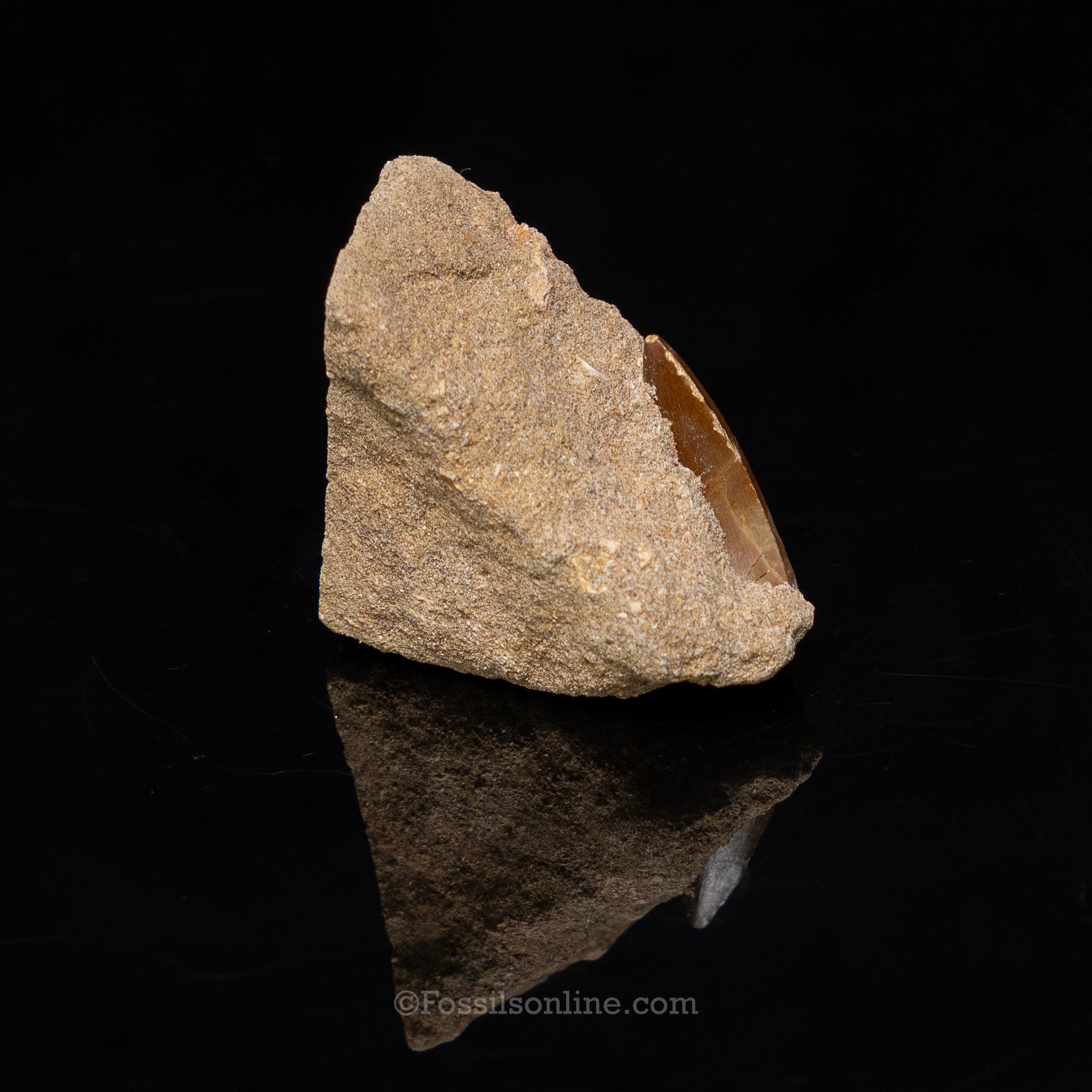 Mosasaur Tooth in Original Matrix 1.83"