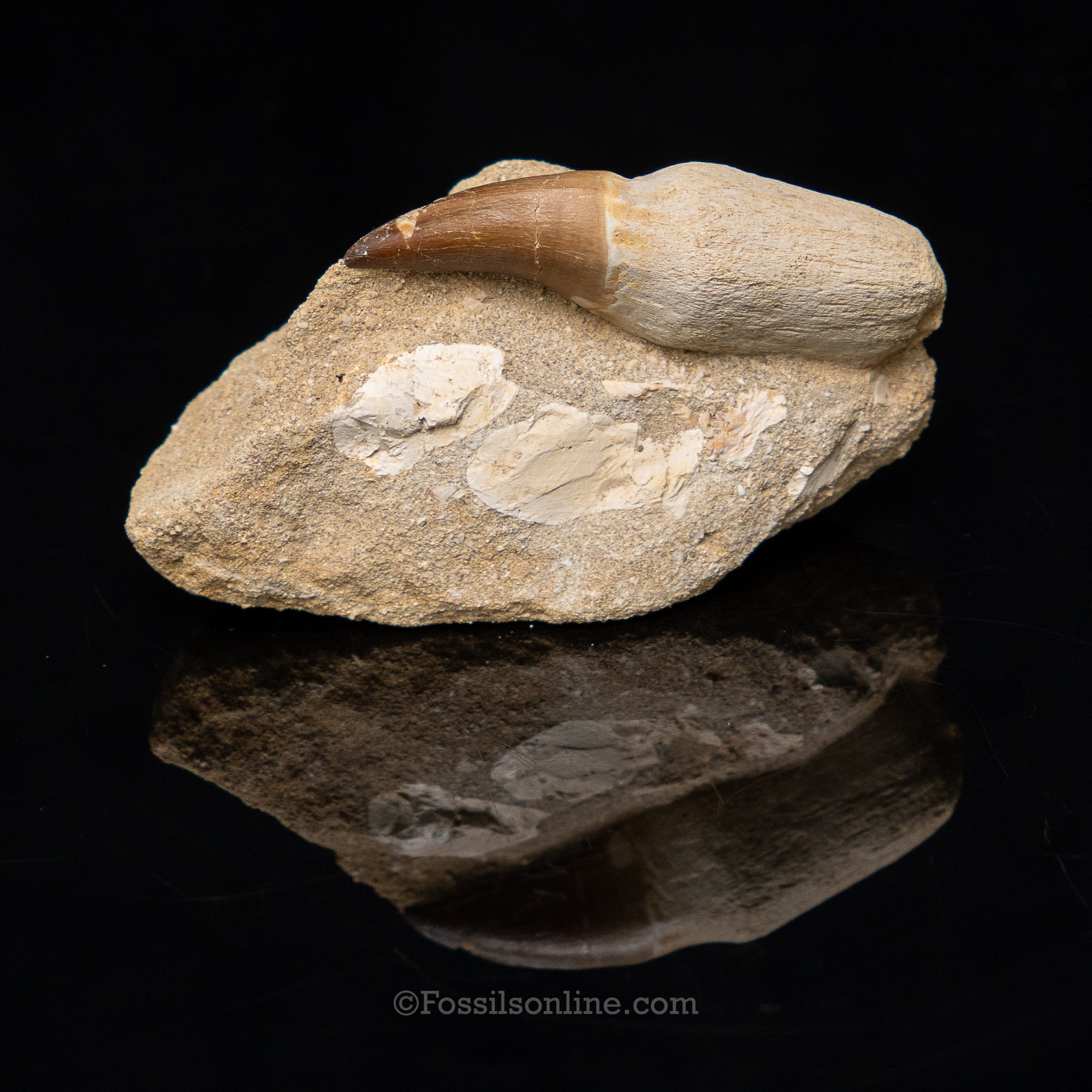 Rooted Mosasaur Tooth in Original Matrix 3.44"