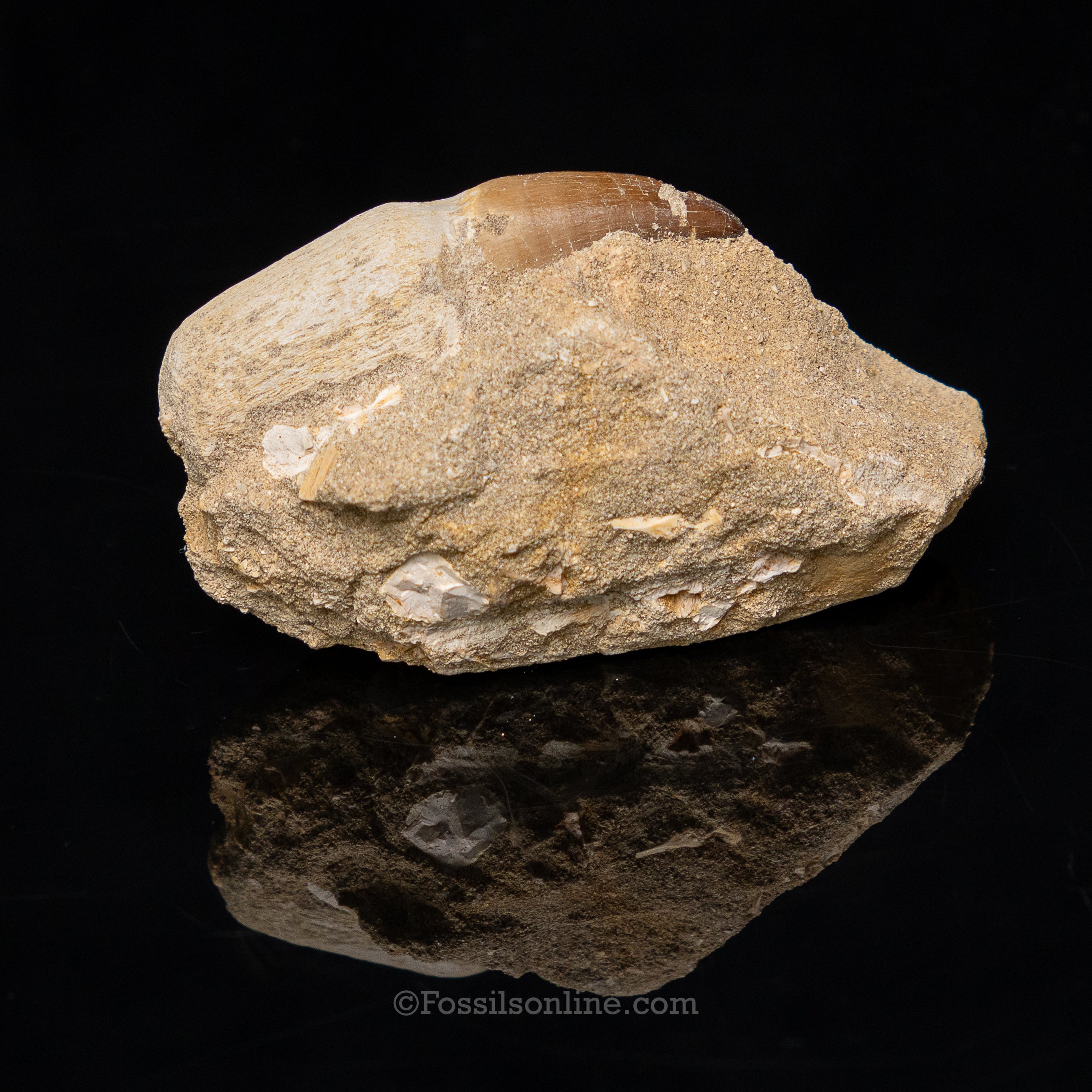 Rooted Mosasaur Tooth in Original Matrix 3.44"