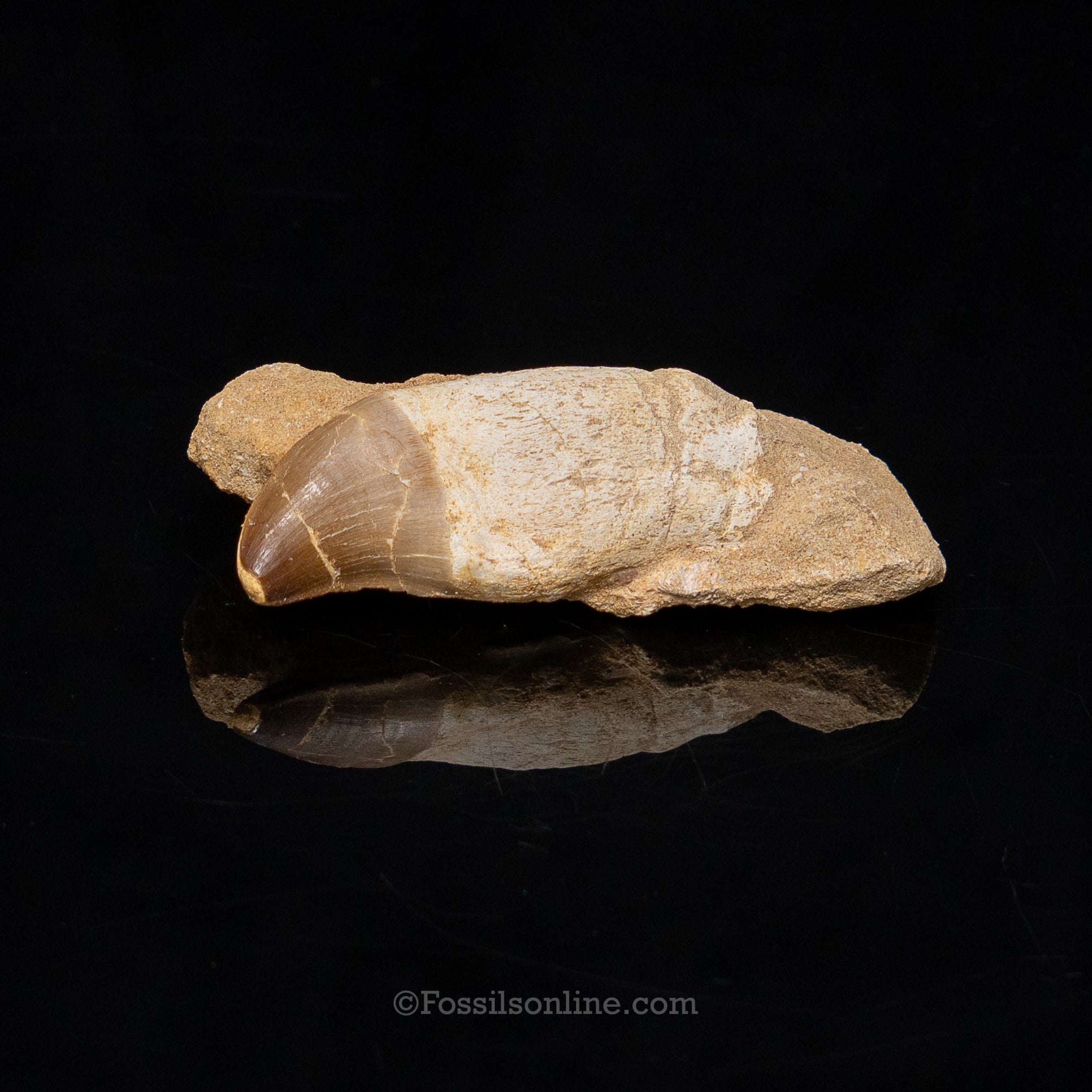 Rooted Mosasaur Tooth in Original Matrix 3.31"