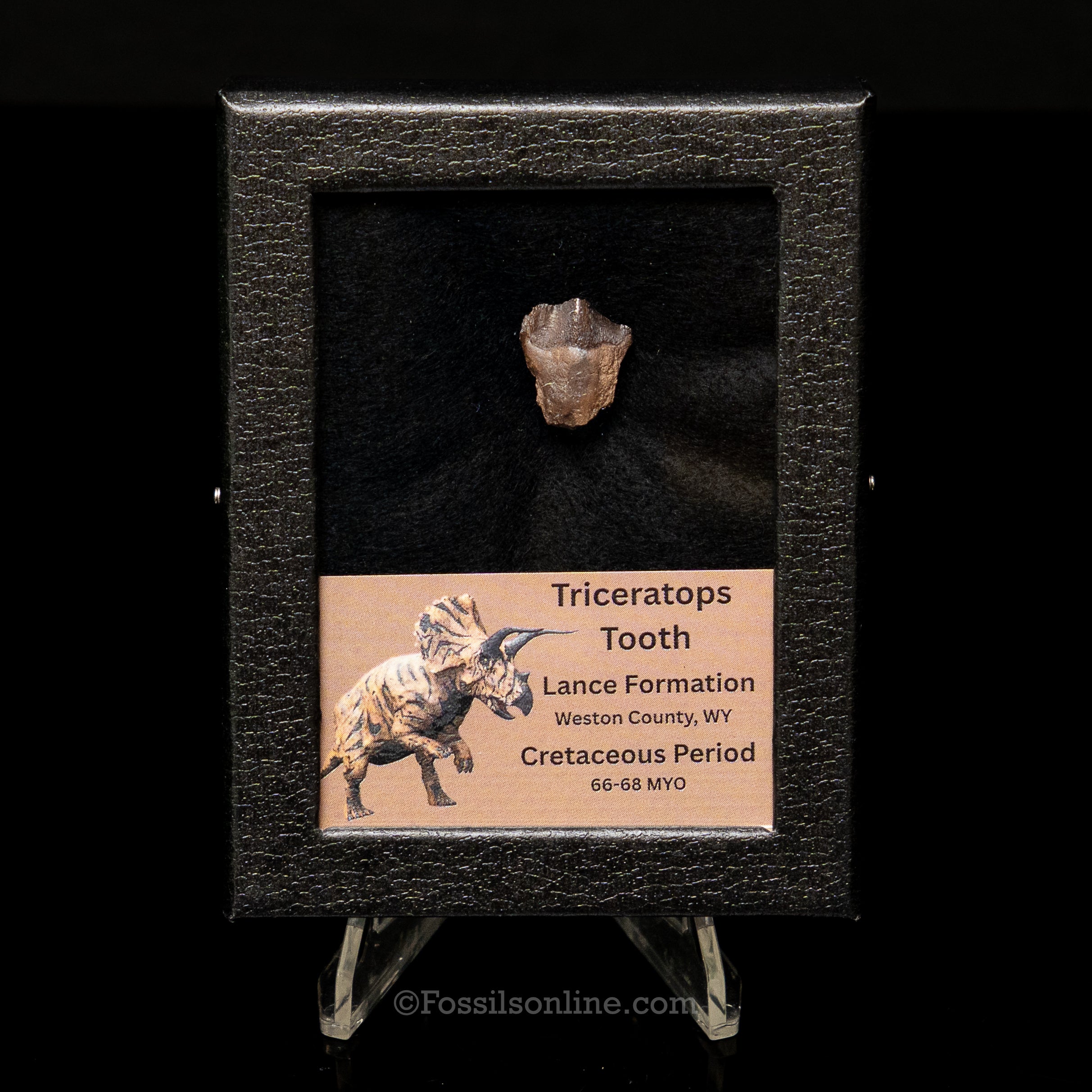 Triceratops Tooth Sm Case Lance FM