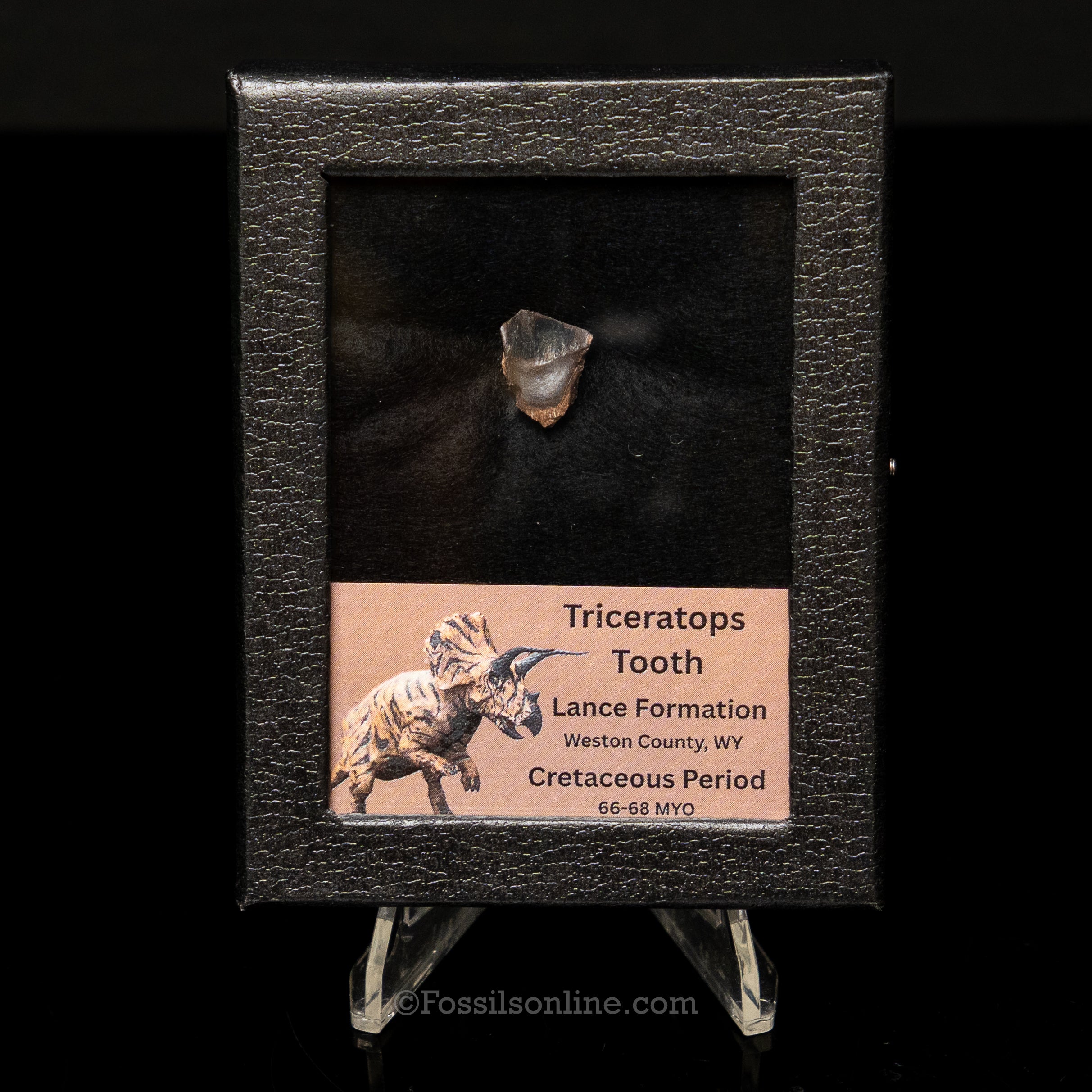 Triceratops Tooth Sm Case Lance FM