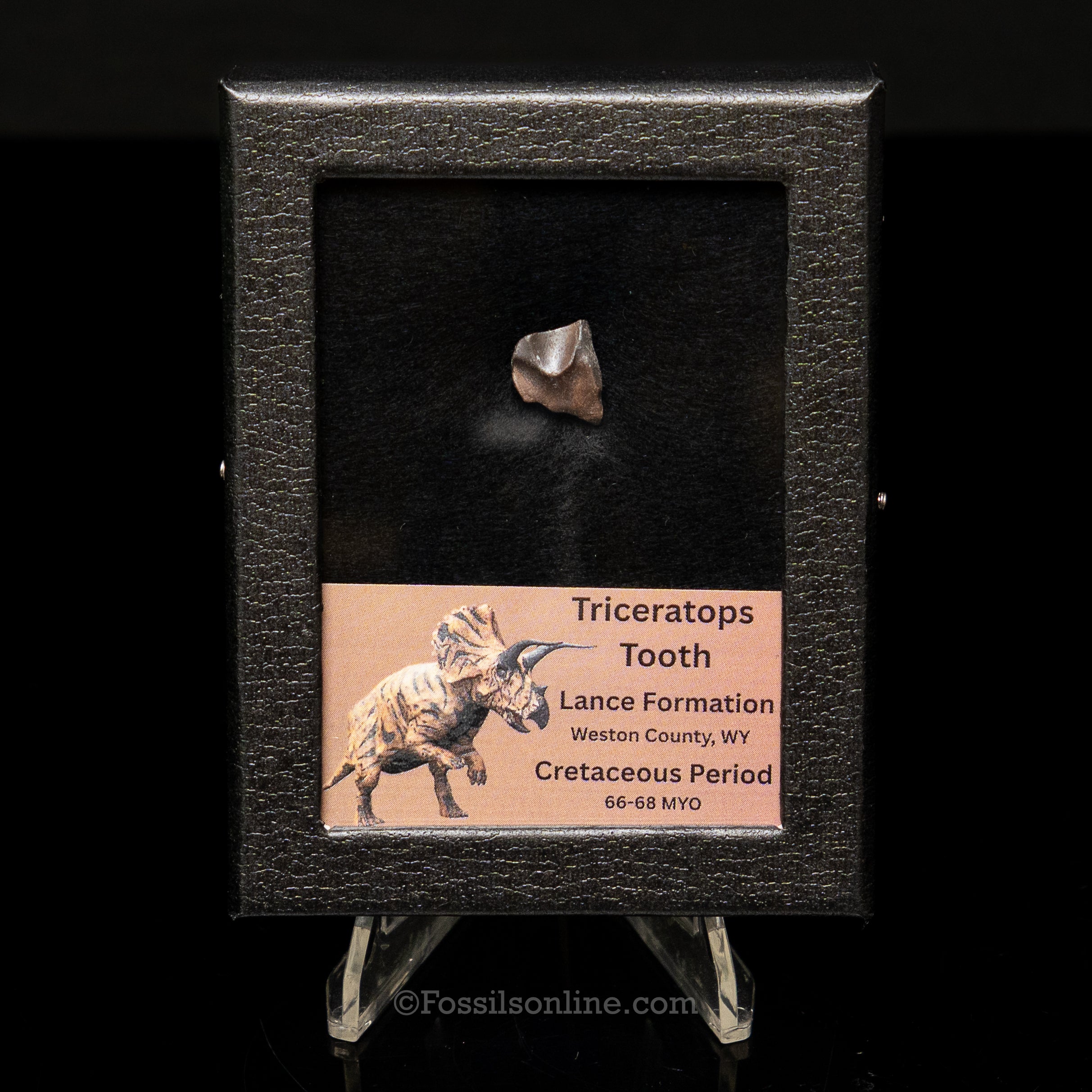 Triceratops Tooth Sm Case Lance FM