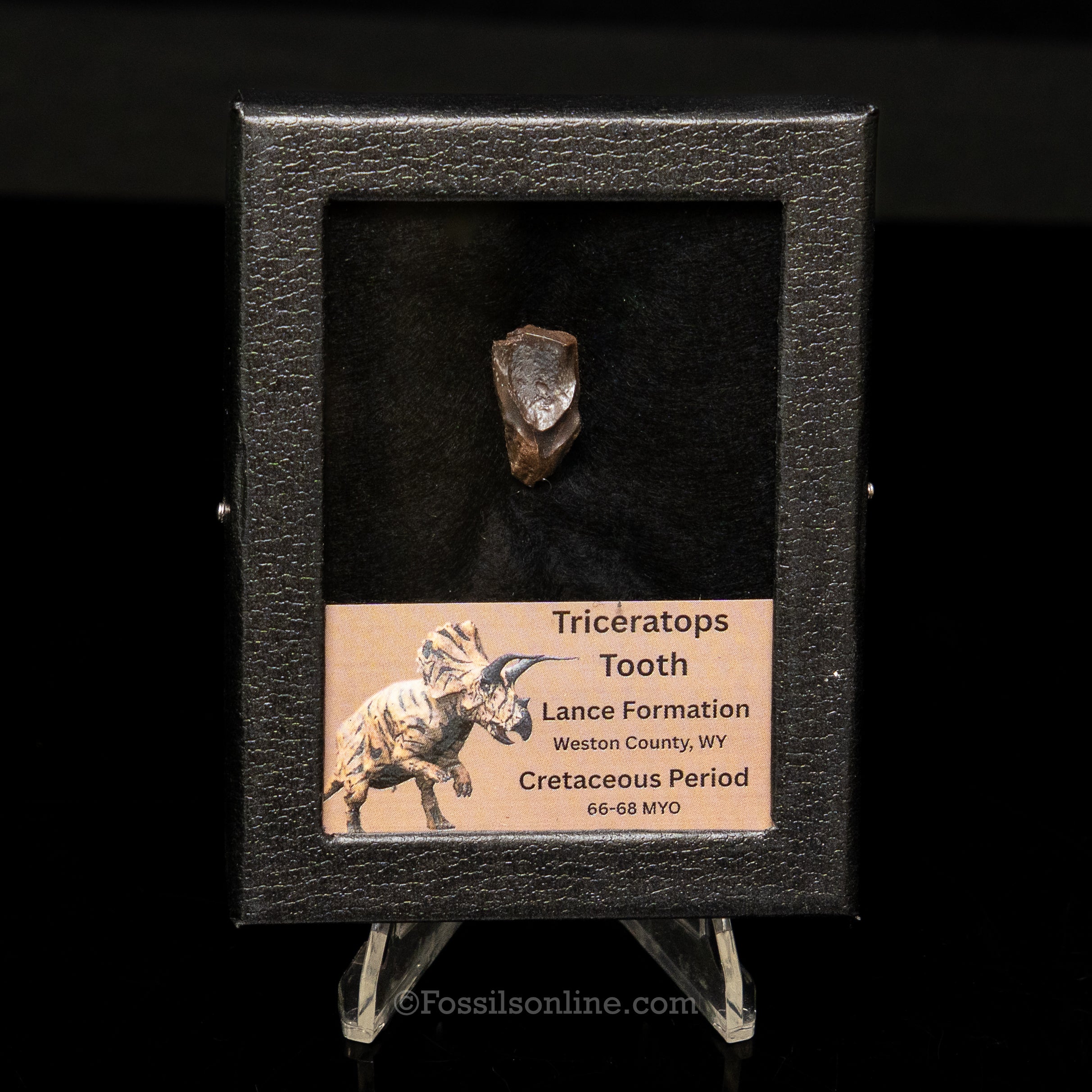 LG Triceratops Tooth in Case Lance FM