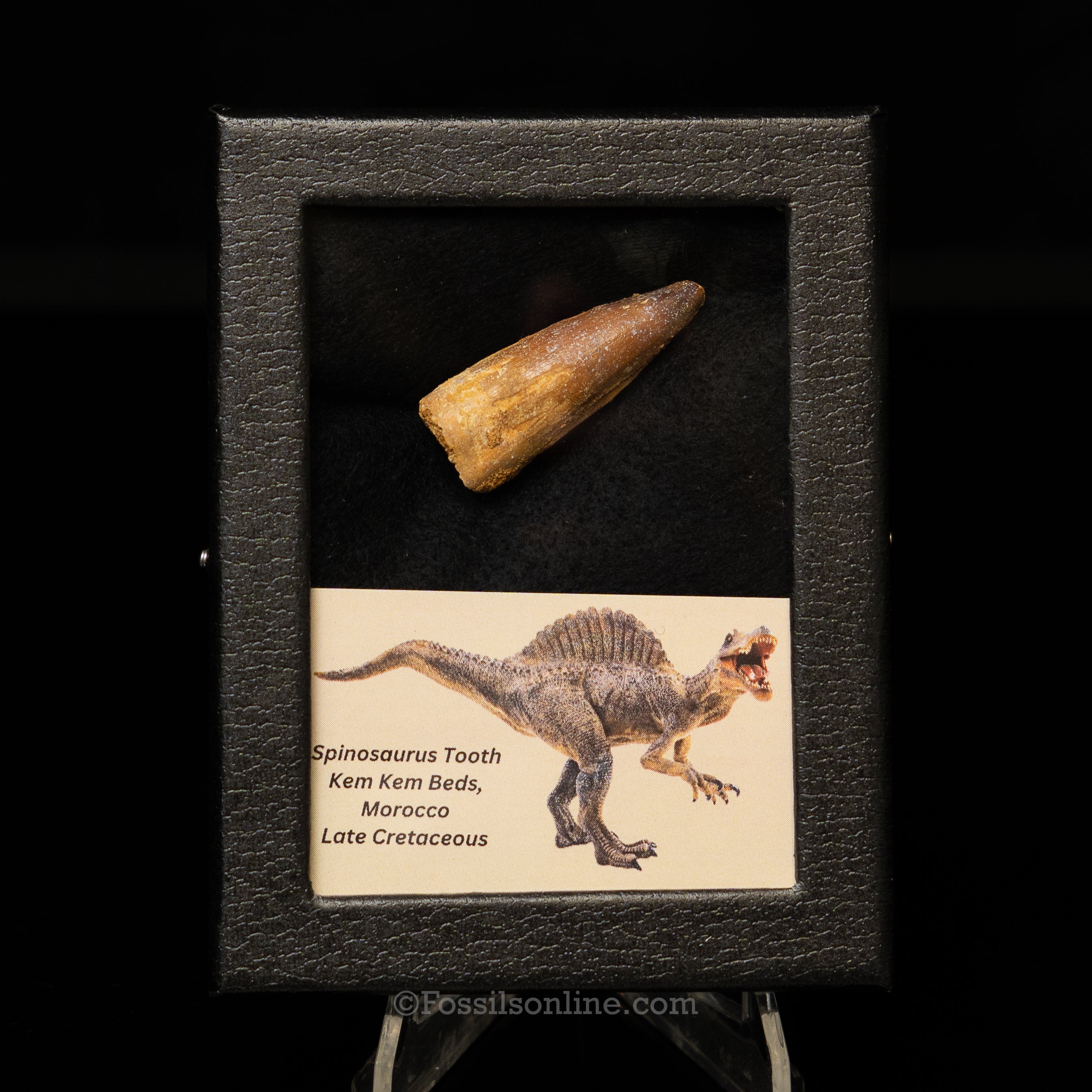 Spinosaurus Dinosaur Tooth Sm Case