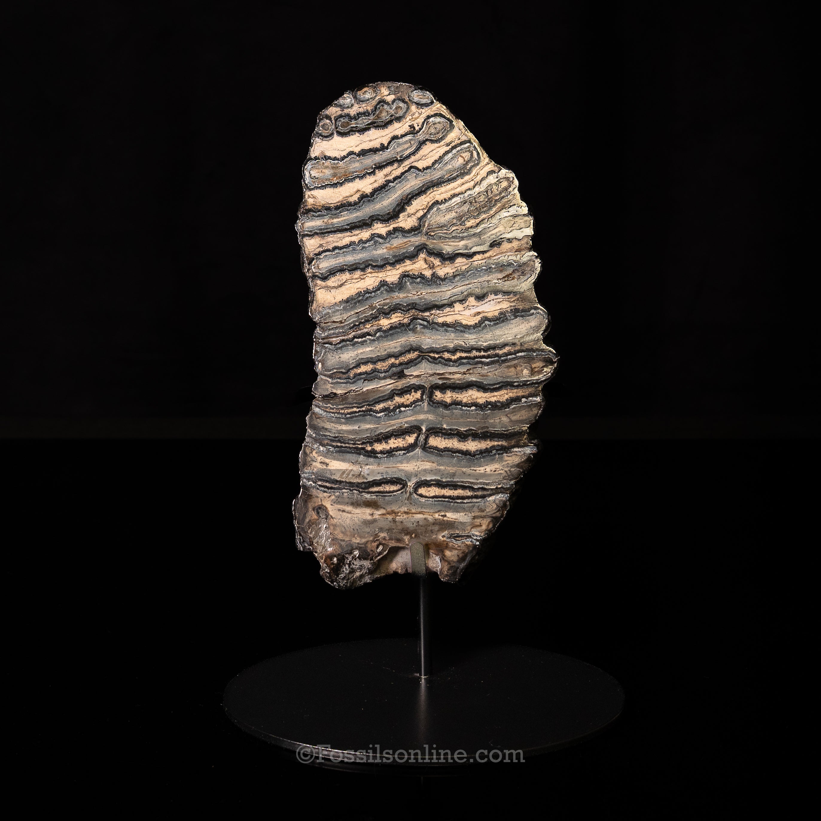SC Polished Mammoth Tooth Slice