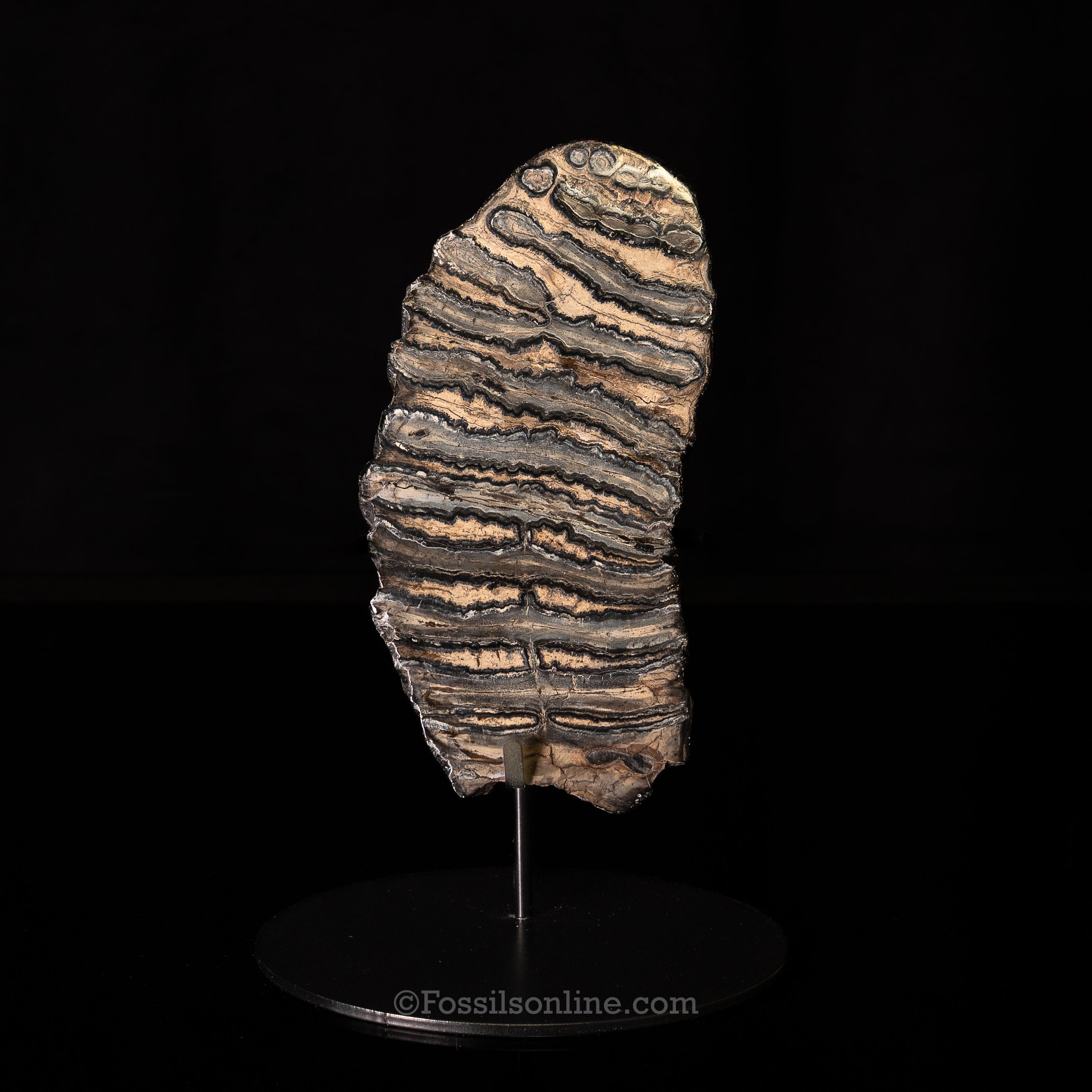 SC Polished Mammoth Tooth Slice