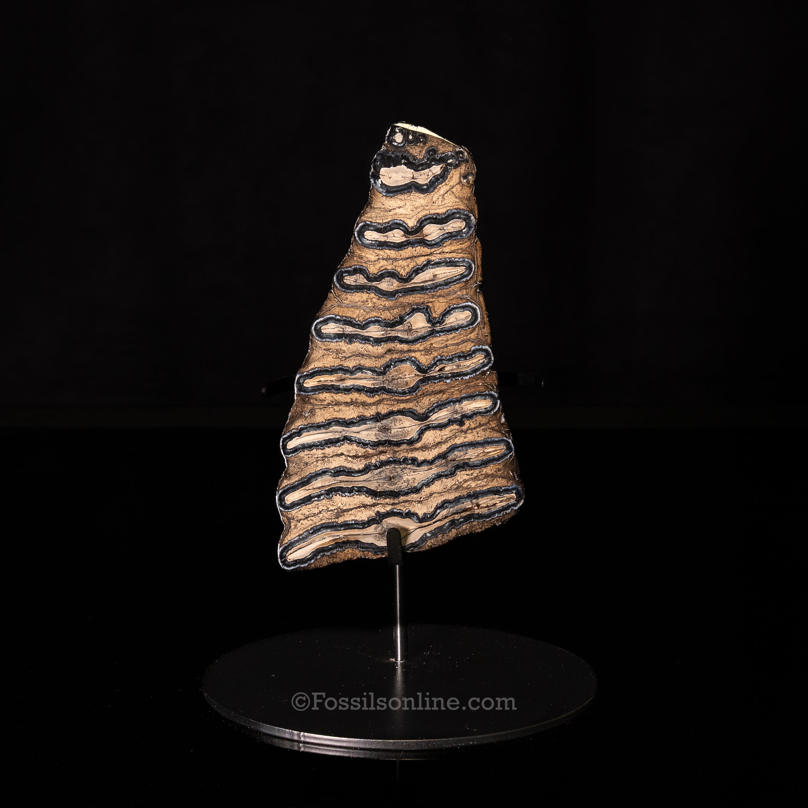 SC Polished Mammoth Tooth Slice