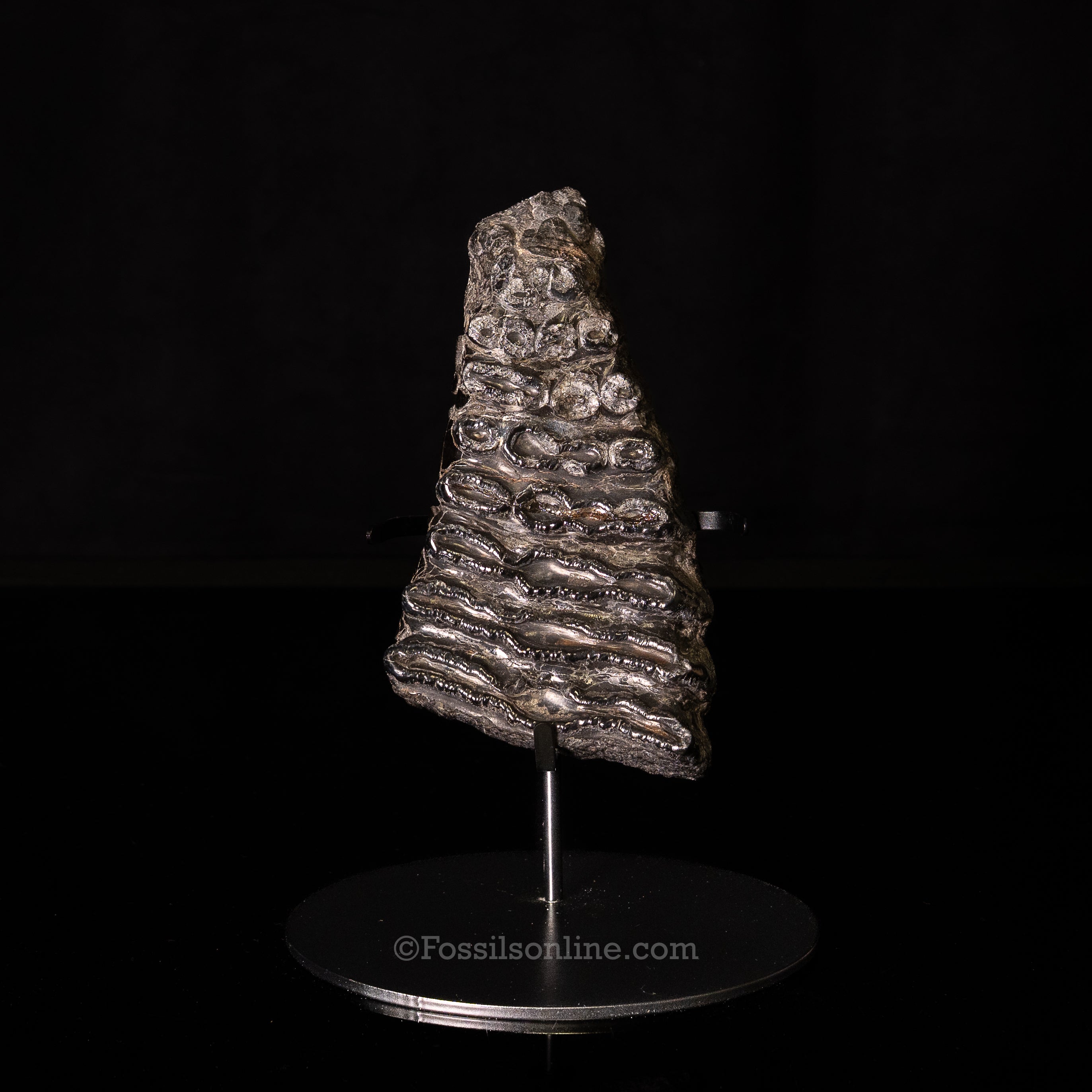 SC Polished Mammoth Tooth Slice