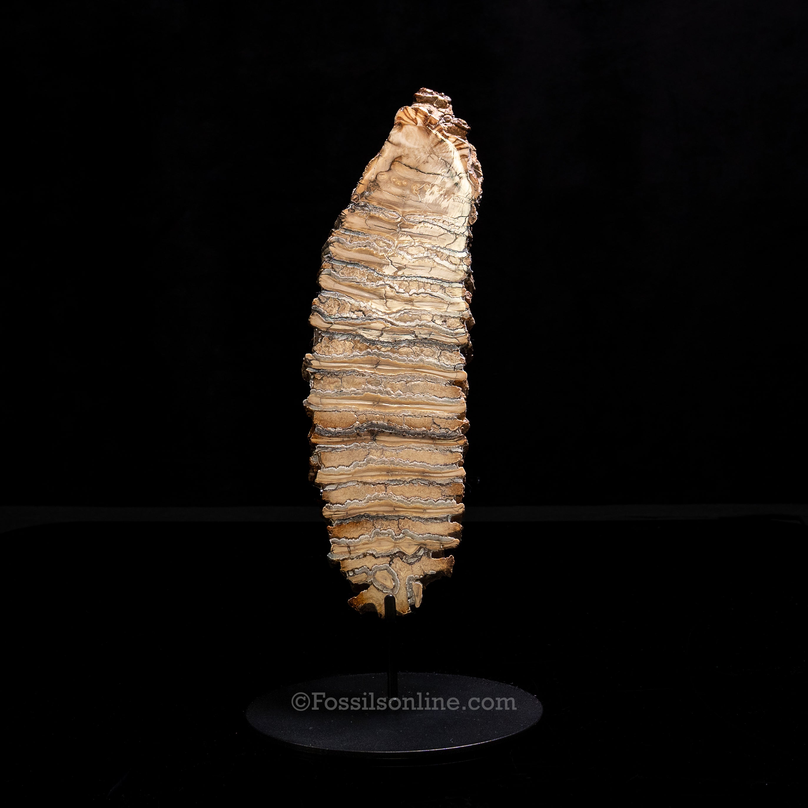 LG Polished Woolly Mammoth Tooth Slice from Siberia
