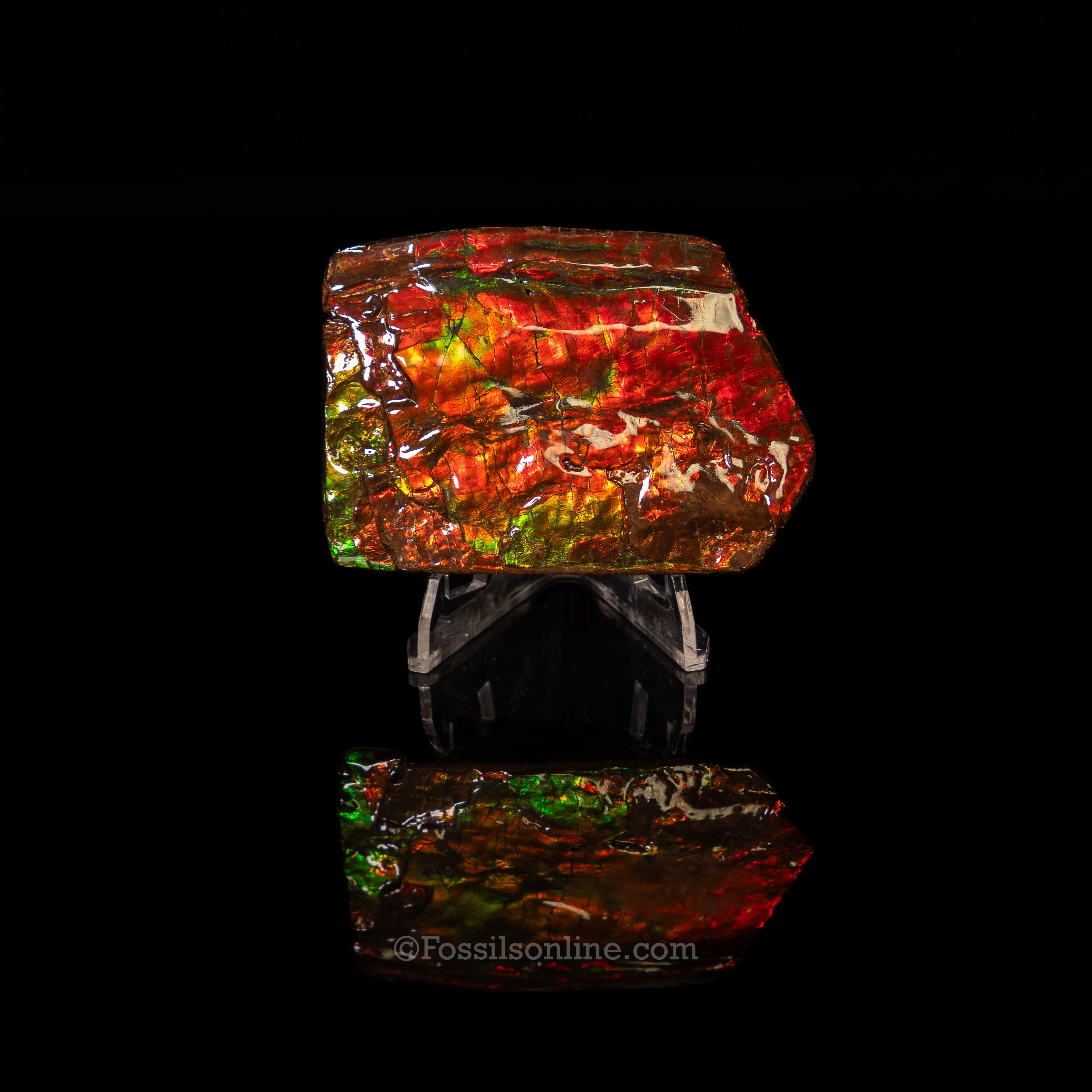 3.75" Ammolite