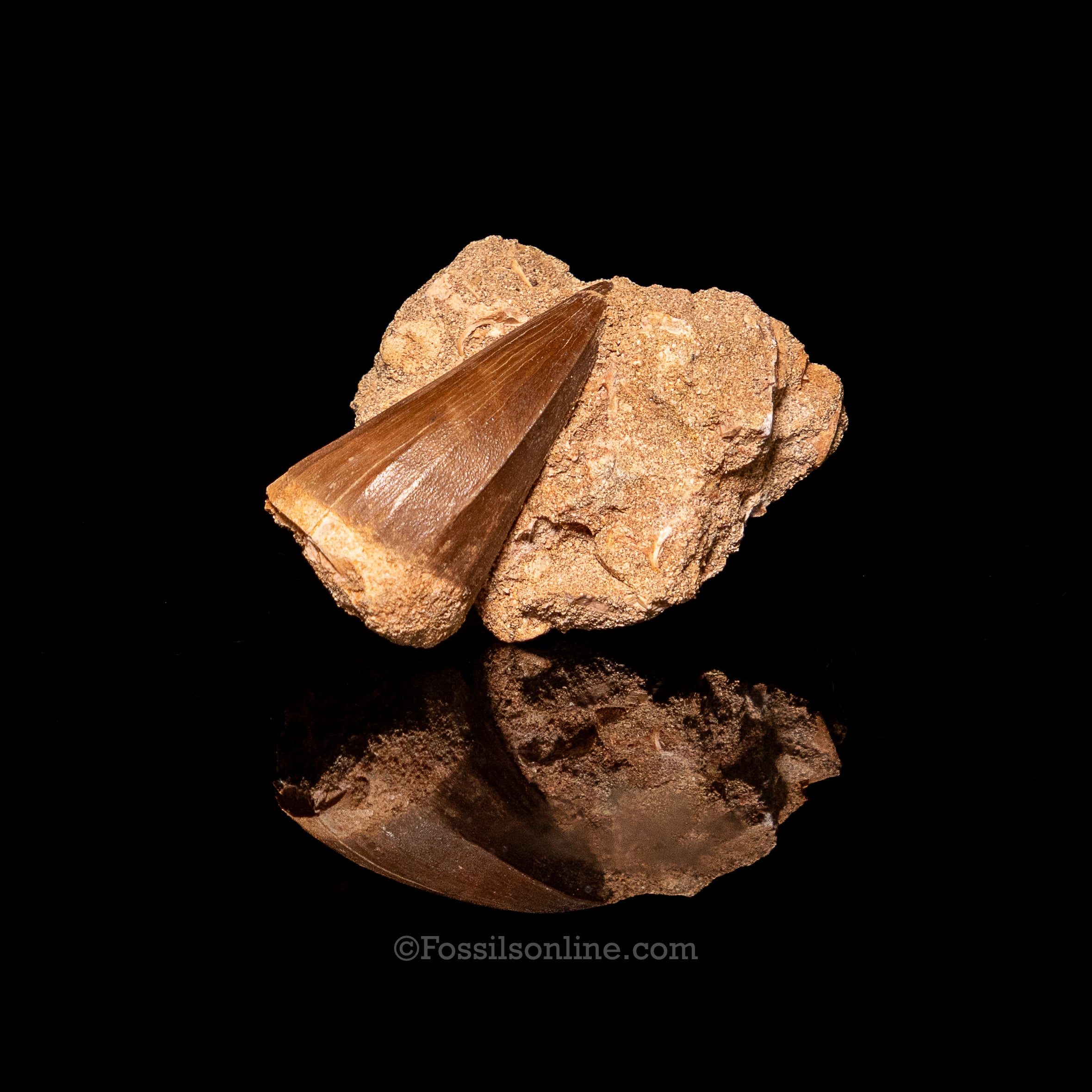 Mosasaurus Tooth in Matrix 2.39"