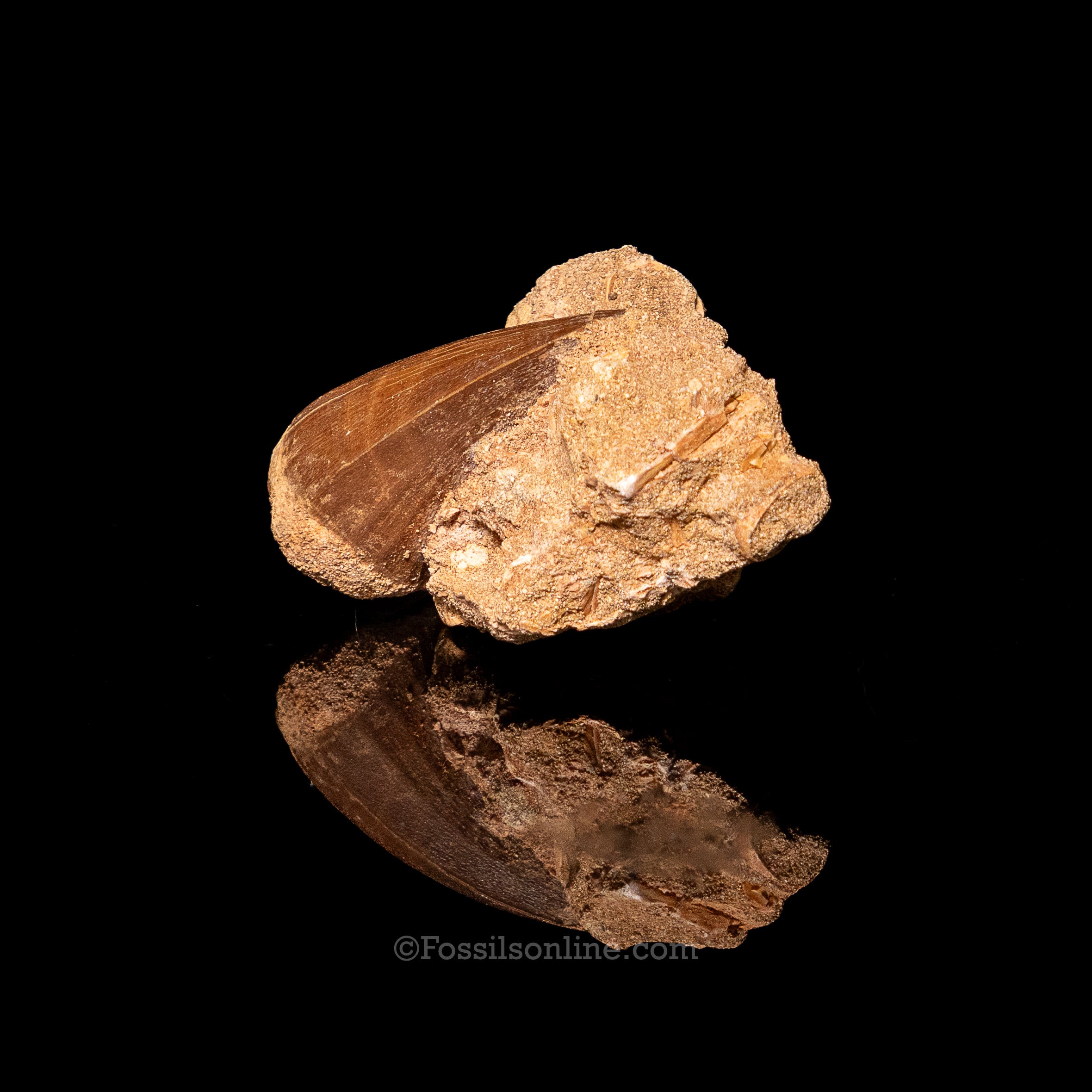 Mosasaurus Tooth in Matrix 2.39"