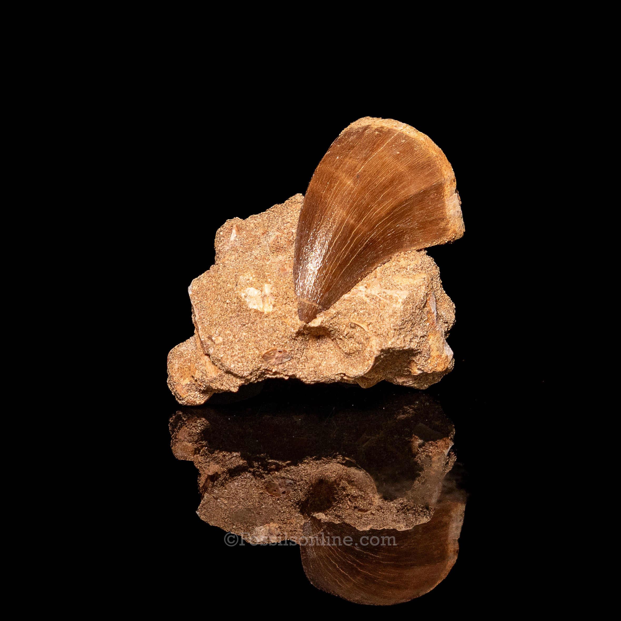 Mosasaurus Tooth in Matrix 2.39"