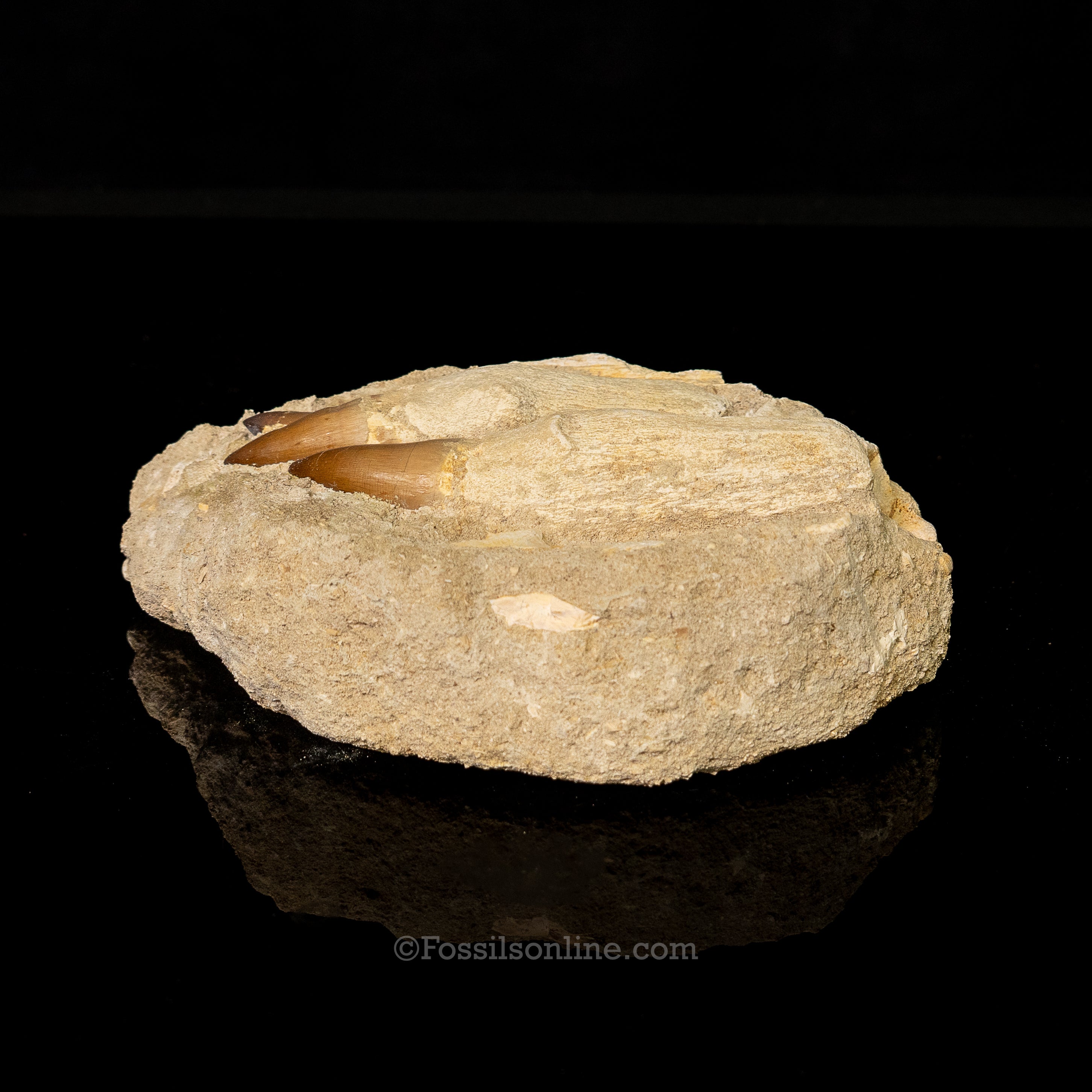 Mosasaurus Teeth in Matrix