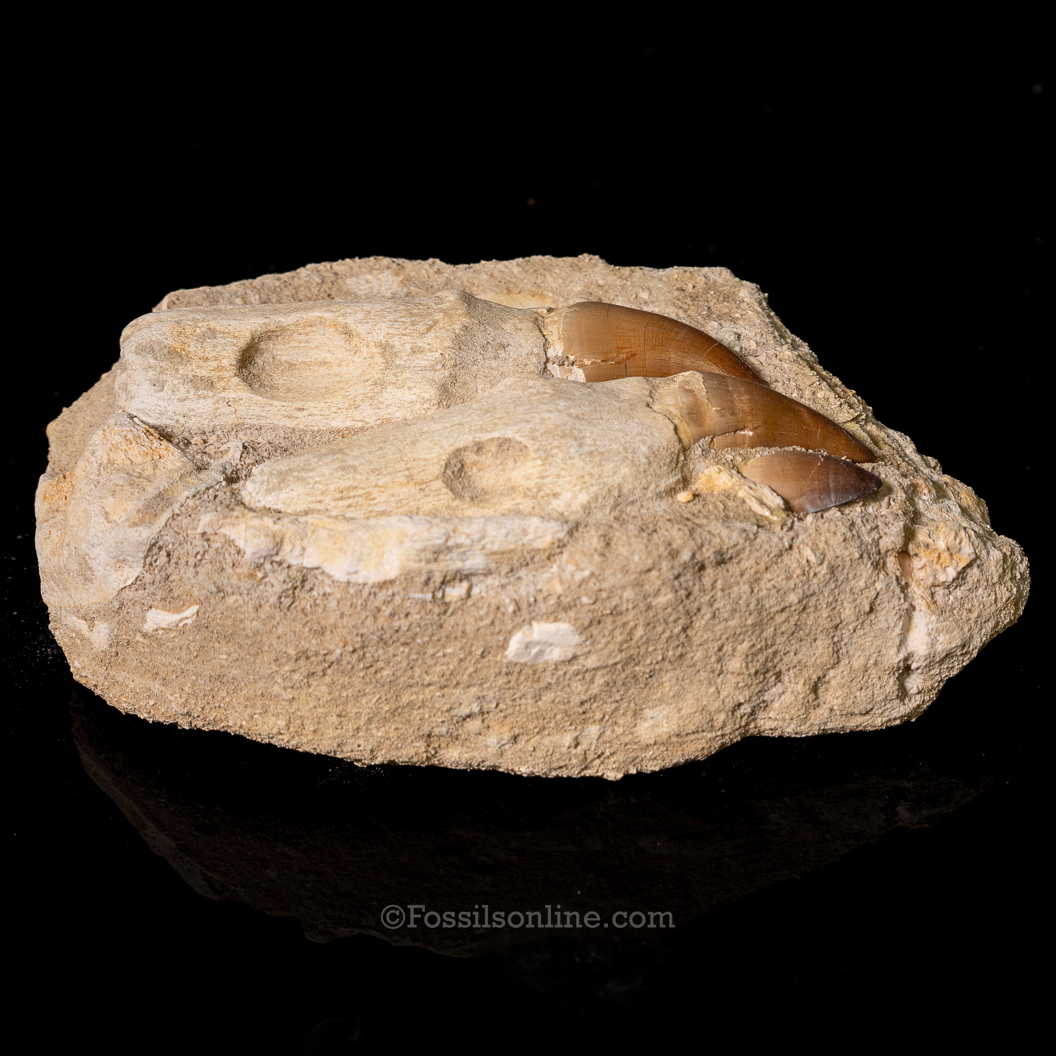 Mosasaurus Teeth in Matrix