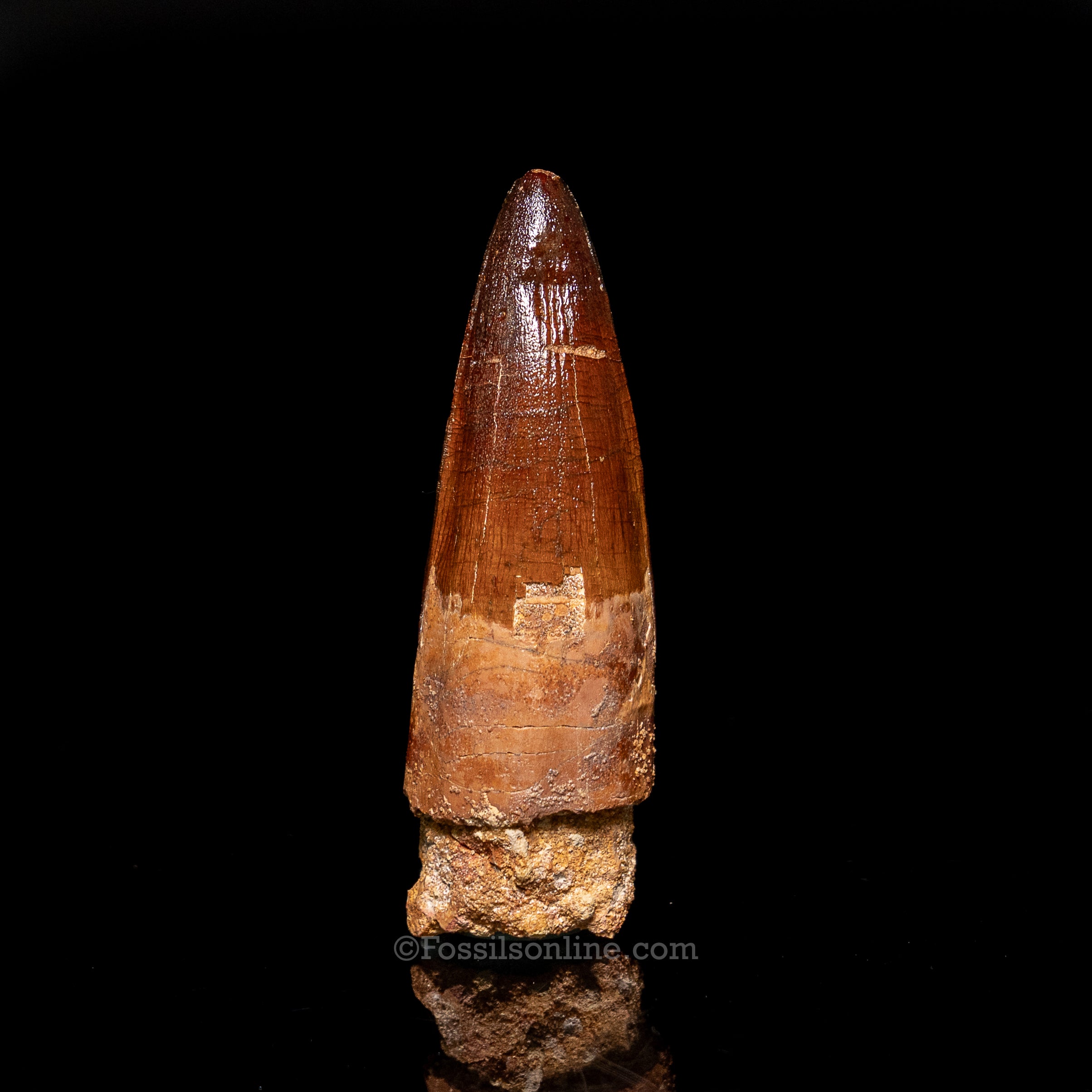 Spinosaurus Dinosaur Tooth 2.6"