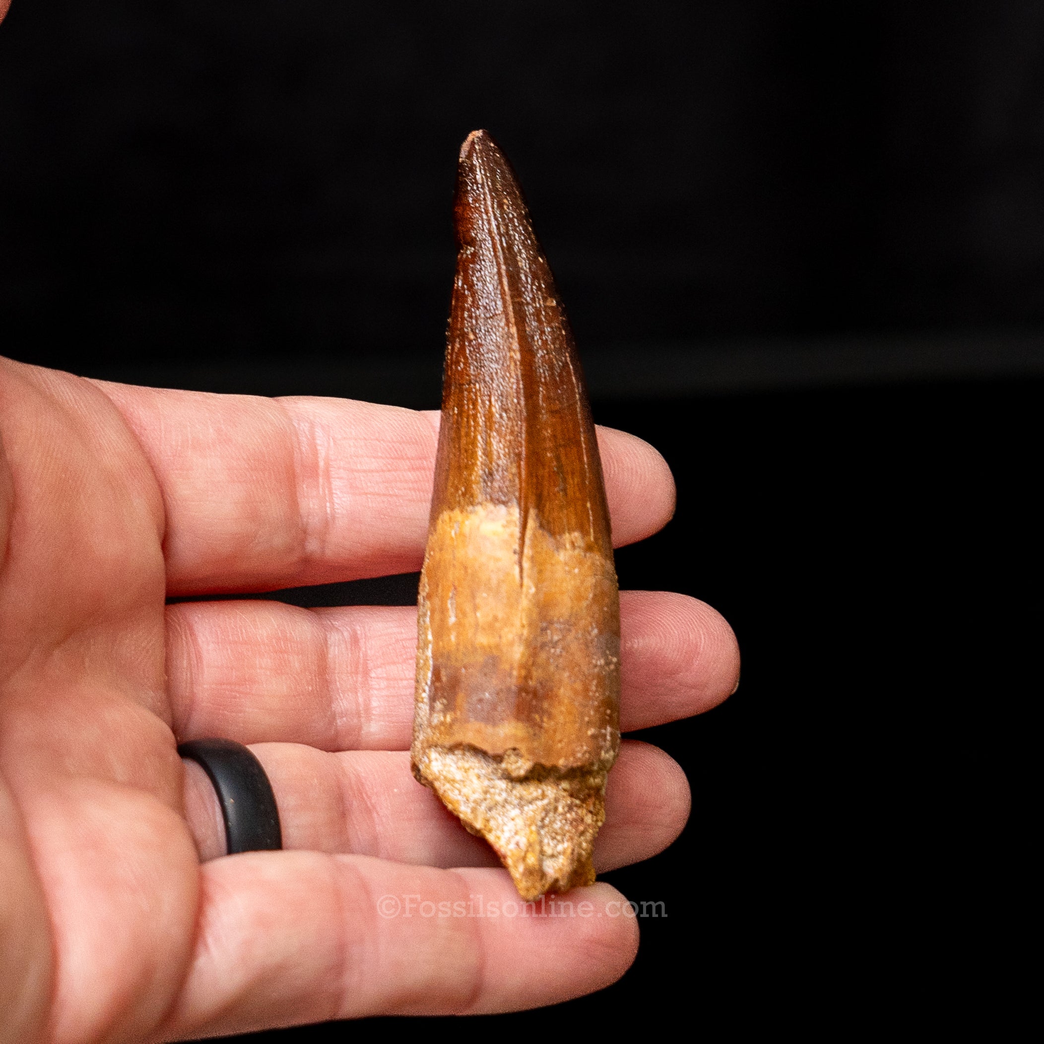 Spinosaurus Dinosaur Tooth 2.6"