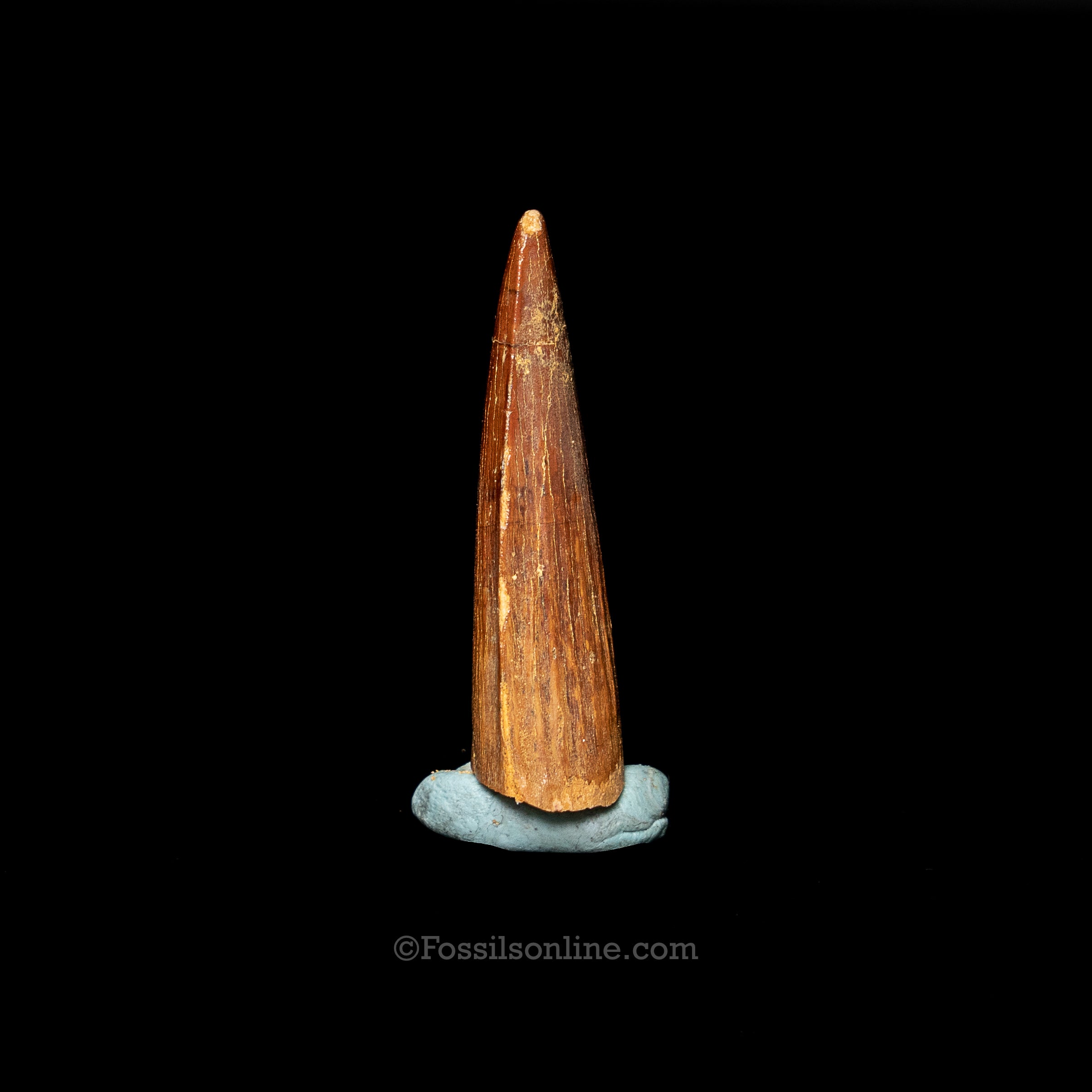 Spinosaurus Dinosaur Tooth 2.17"