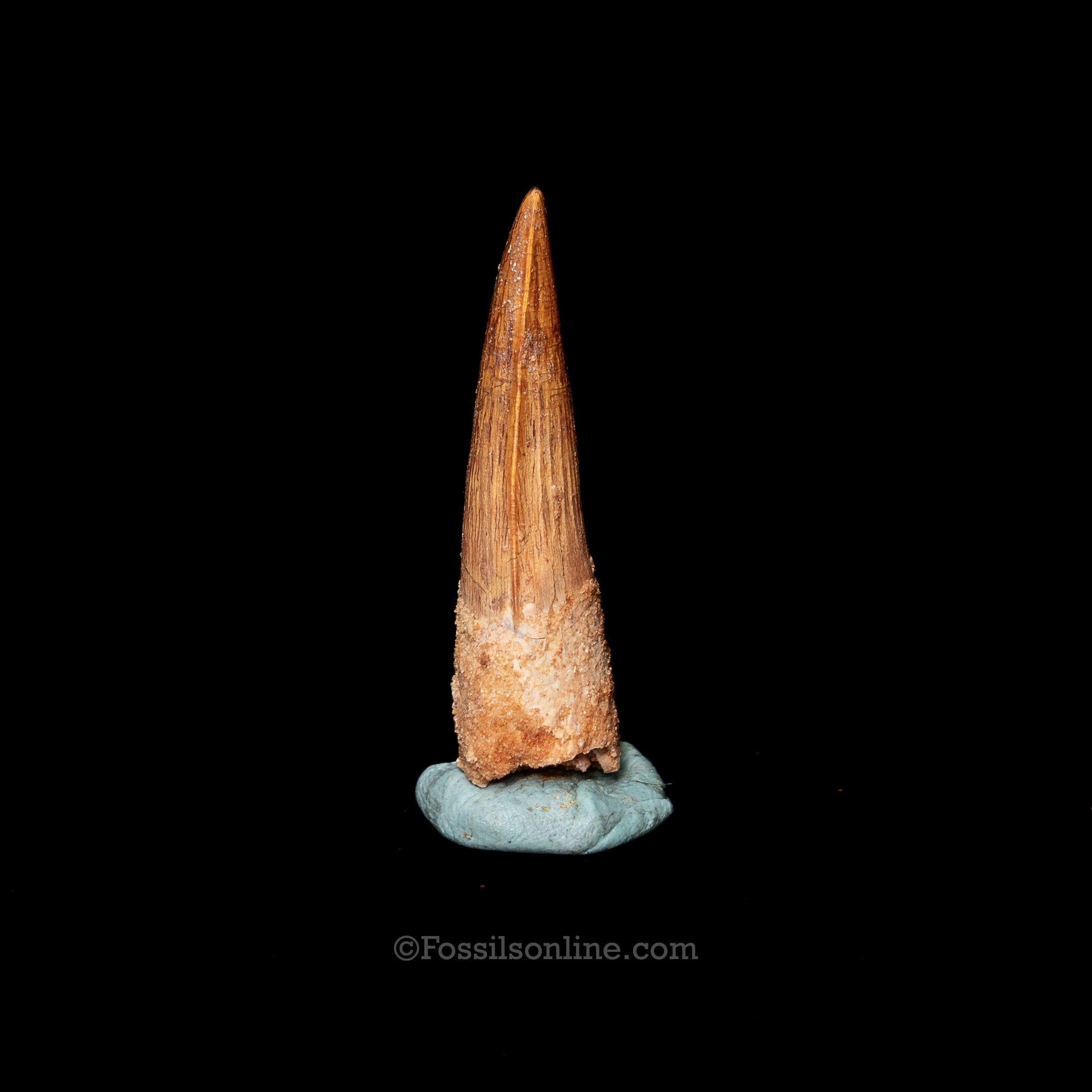 Spinosaurus Dinosaur Tooth 2.25"