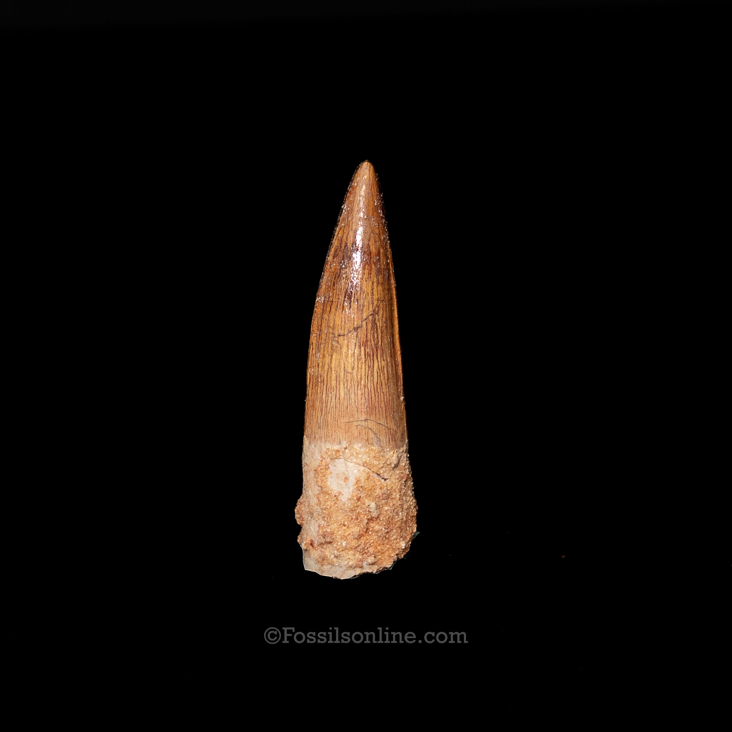 Spinosaurus Dinosaur Tooth 2.25"