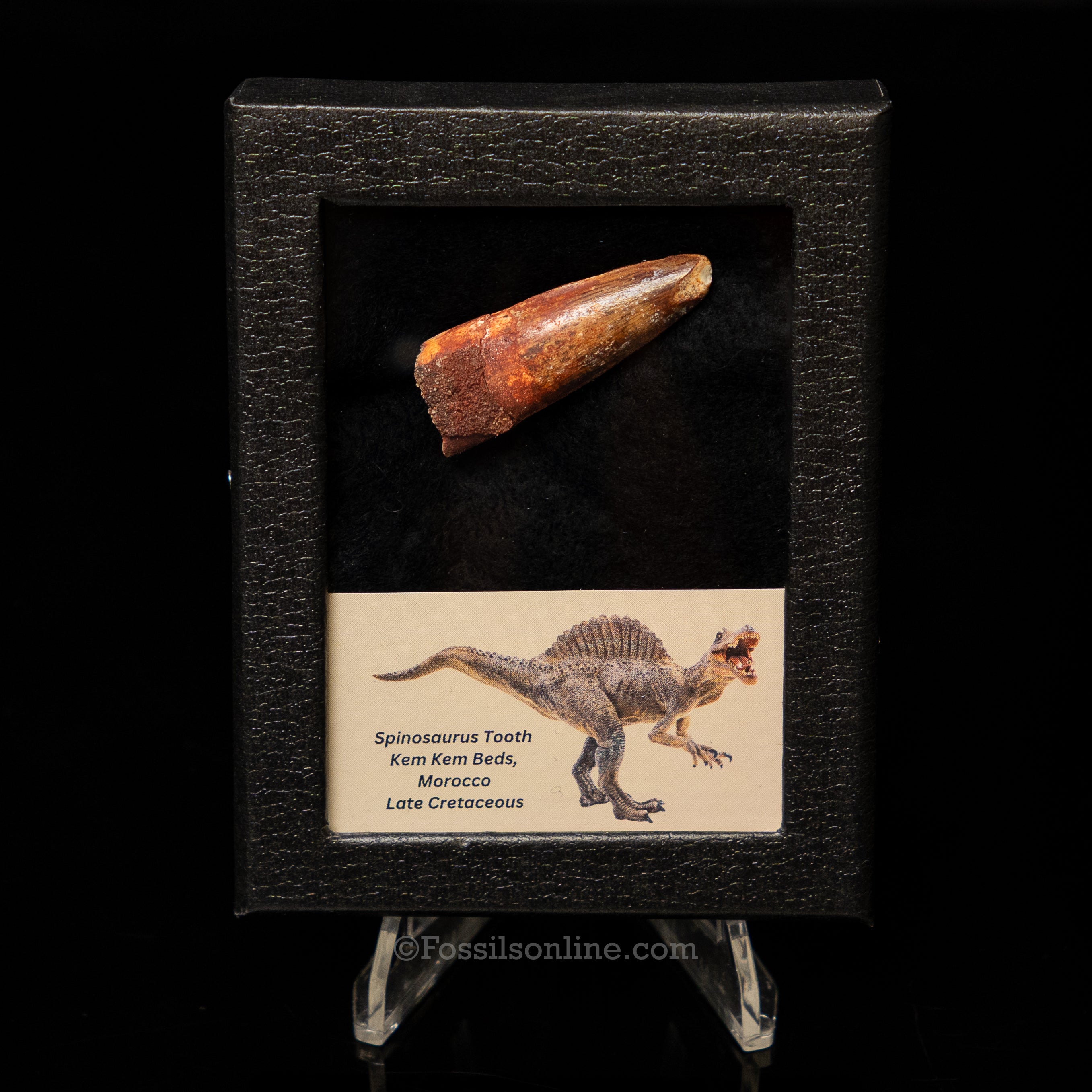Spinosaurus Dinosaur Tooth Sm Case