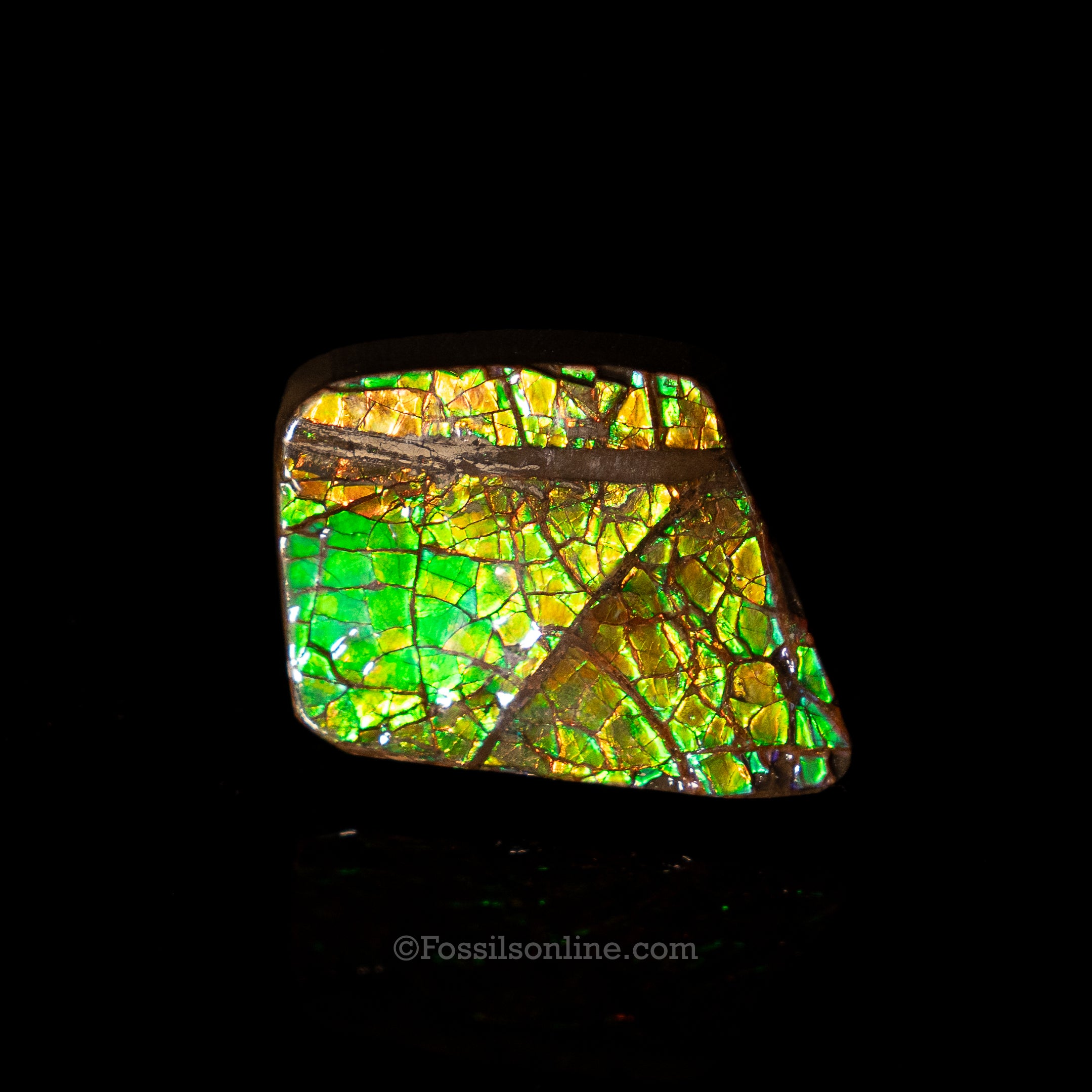 1.48" Ammolite