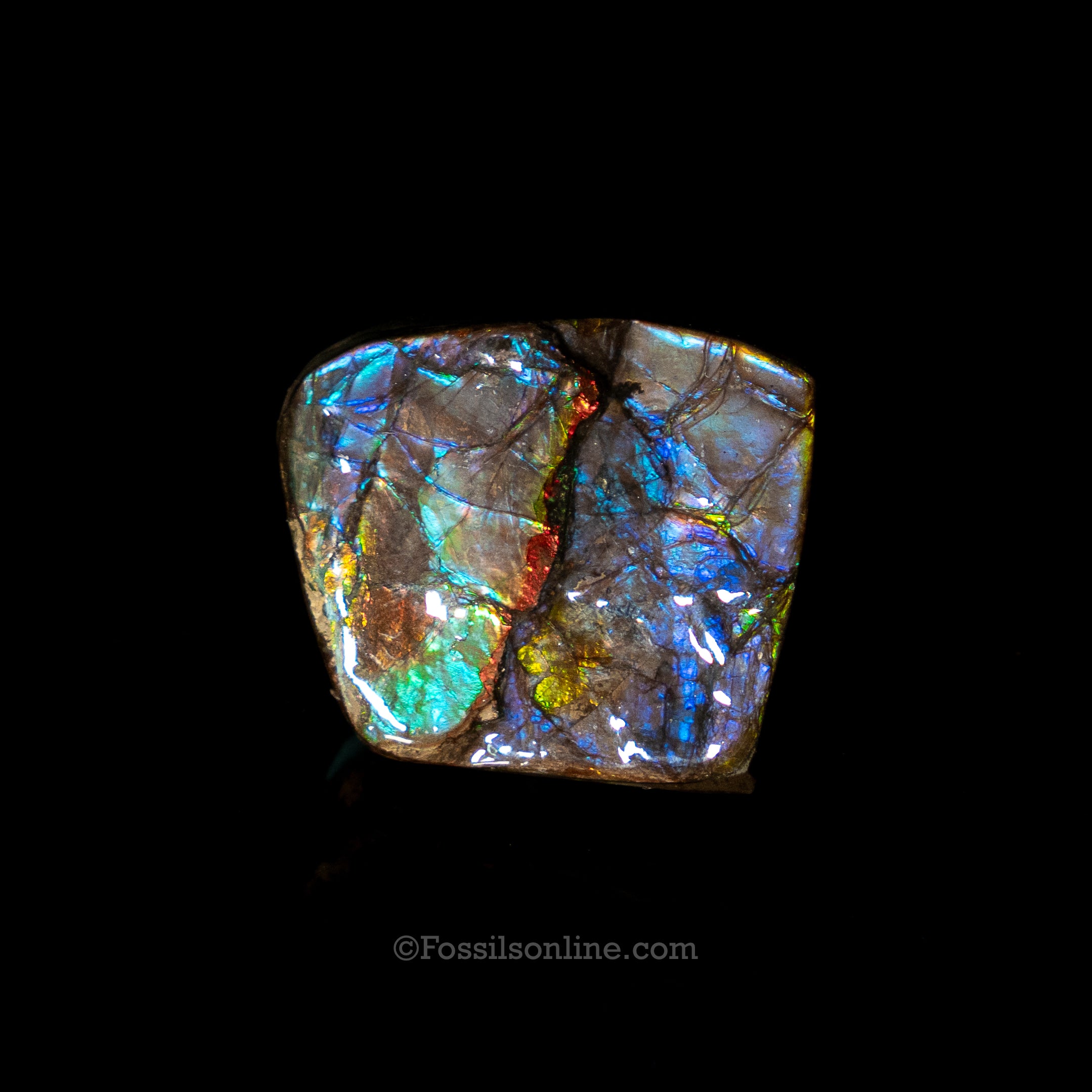 1.41" Ammolite