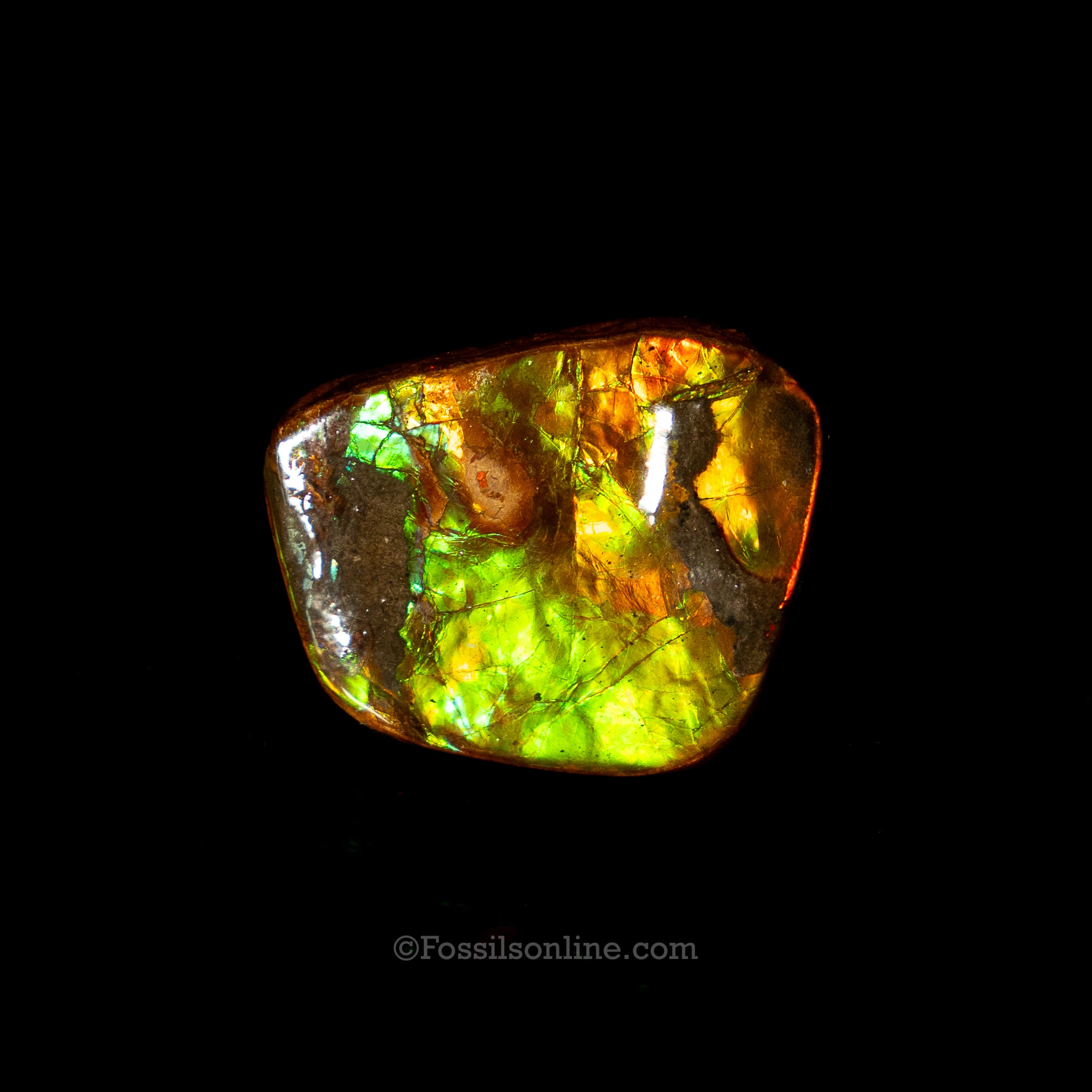 1.46" Ammolite