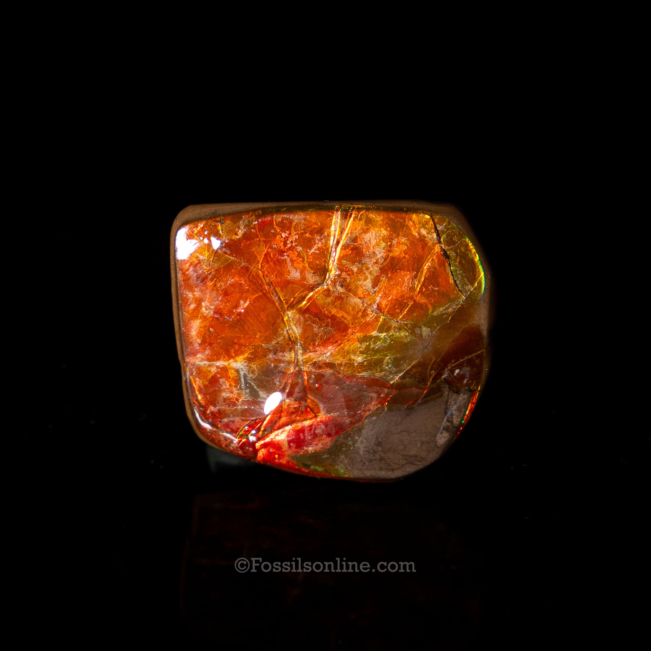 1.42" Ammolite