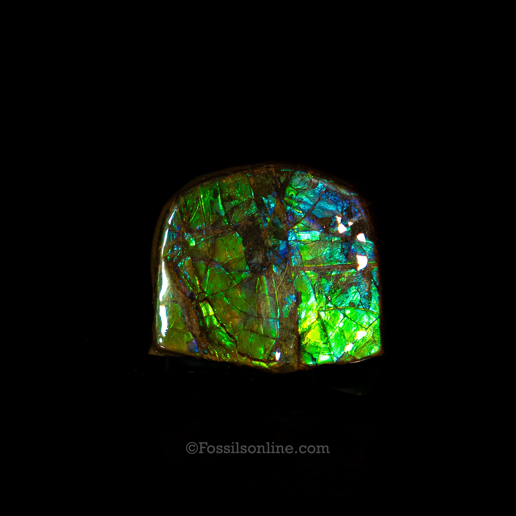1.32" Ammolite