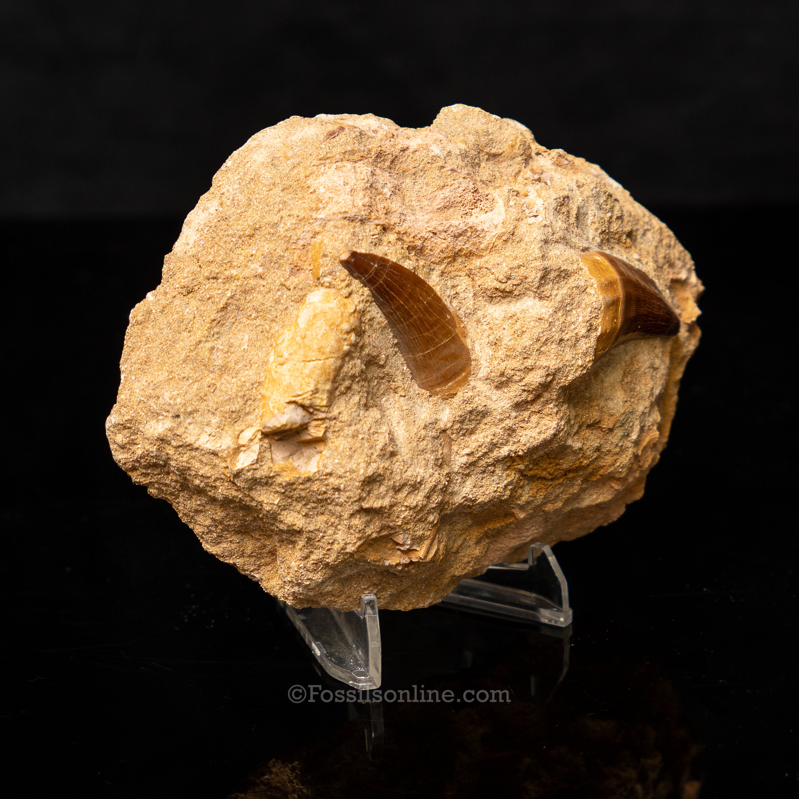 Mosasaur Teeth in Original Matrix 2.10"