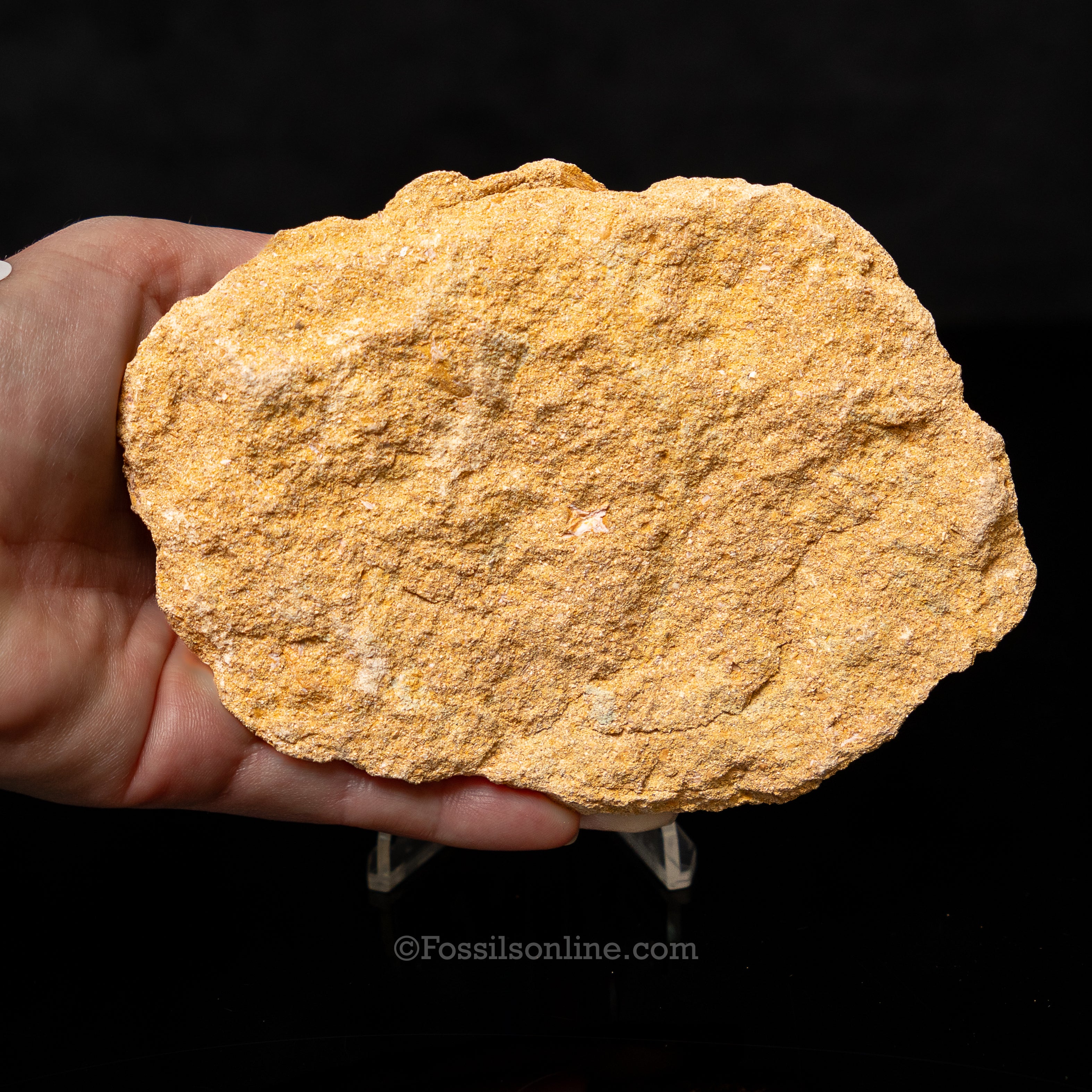 Mosasaur Teeth in Original Matrix 2.10"