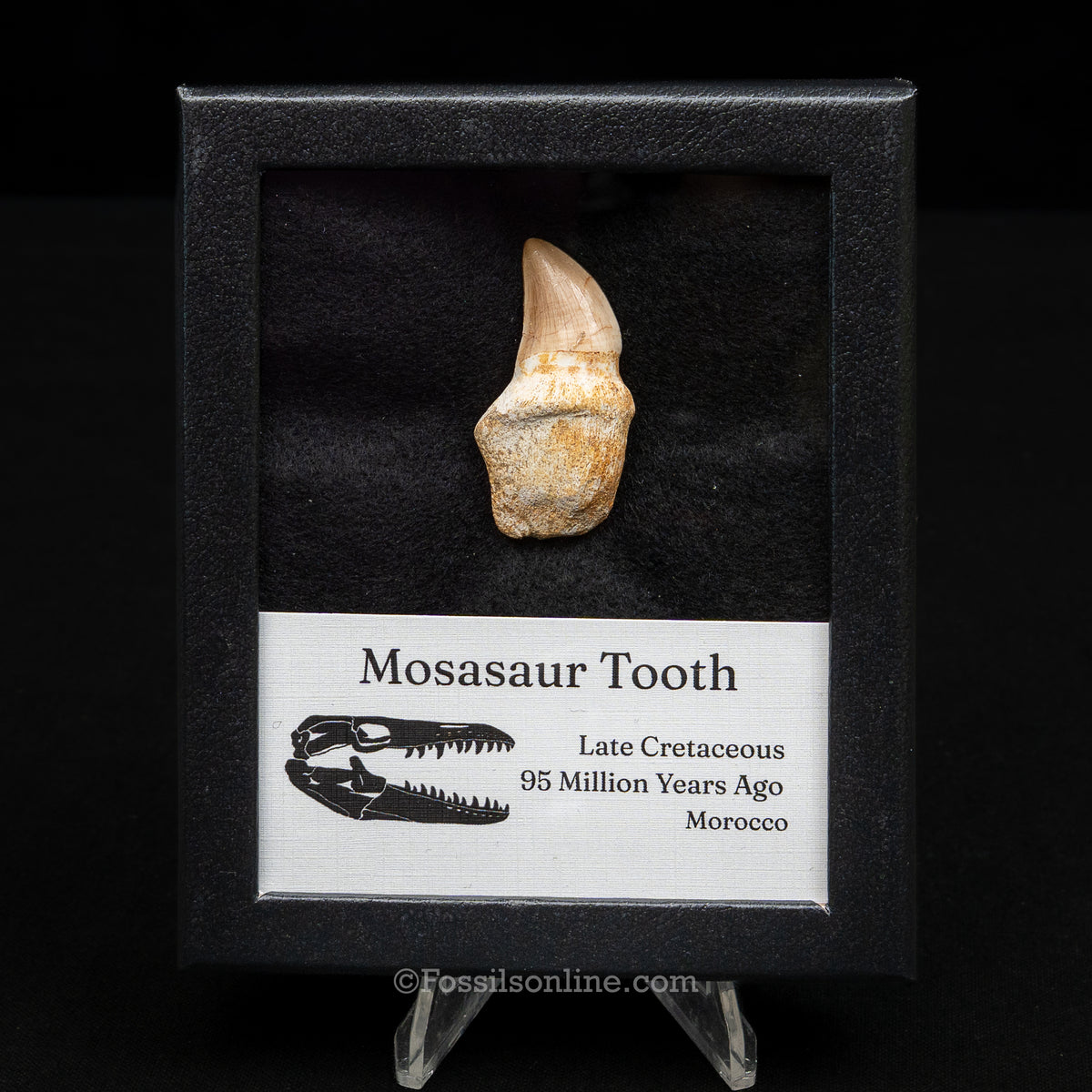 Rooted Mosasaur Tooth in sm case