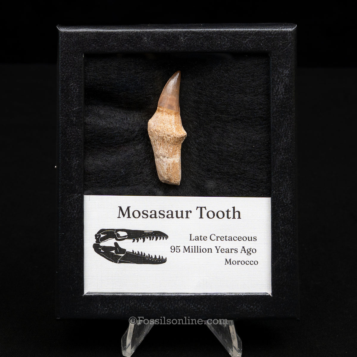 Rooted Mosasaur Tooth in sm case