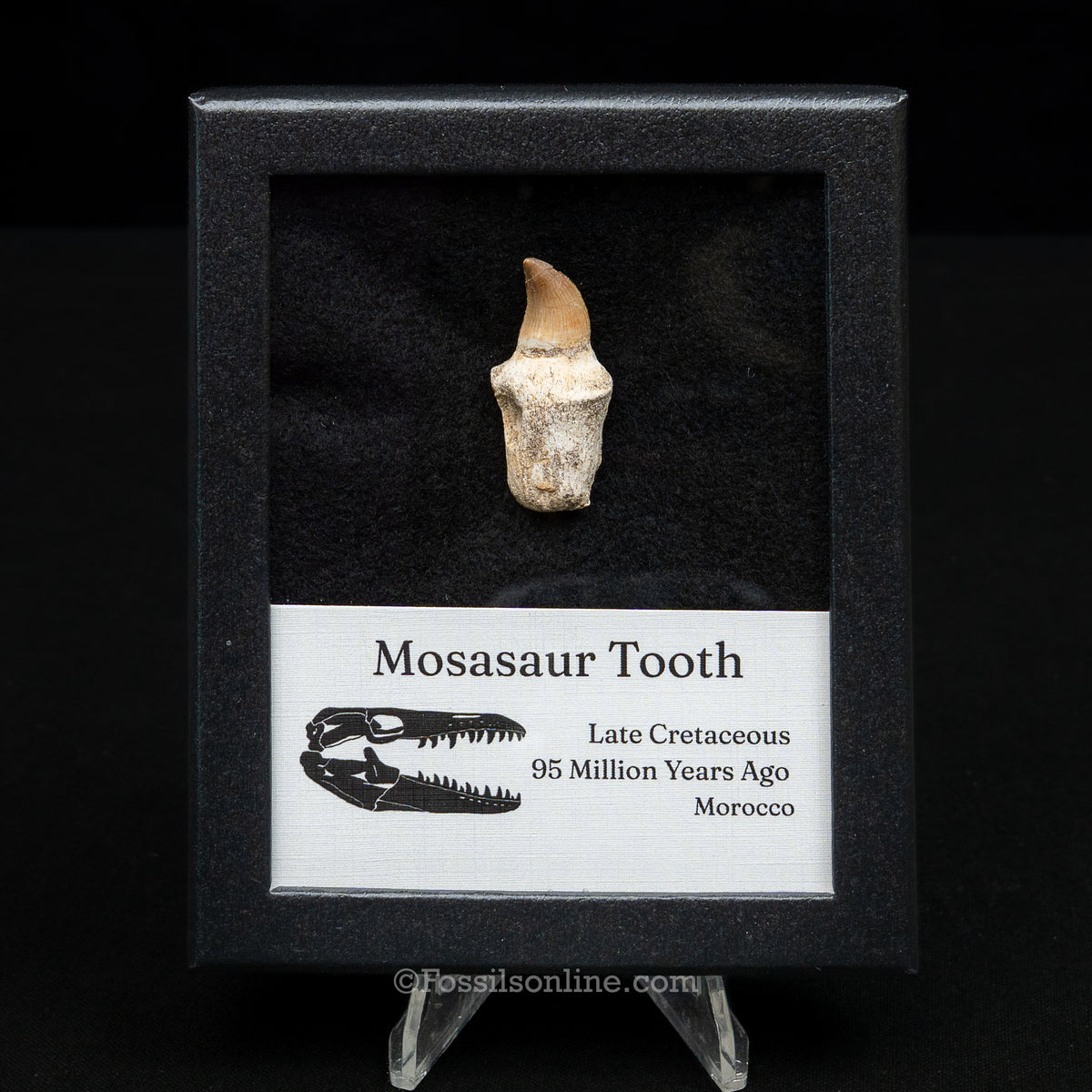 Rooted Mosasaur Tooth in sm case
