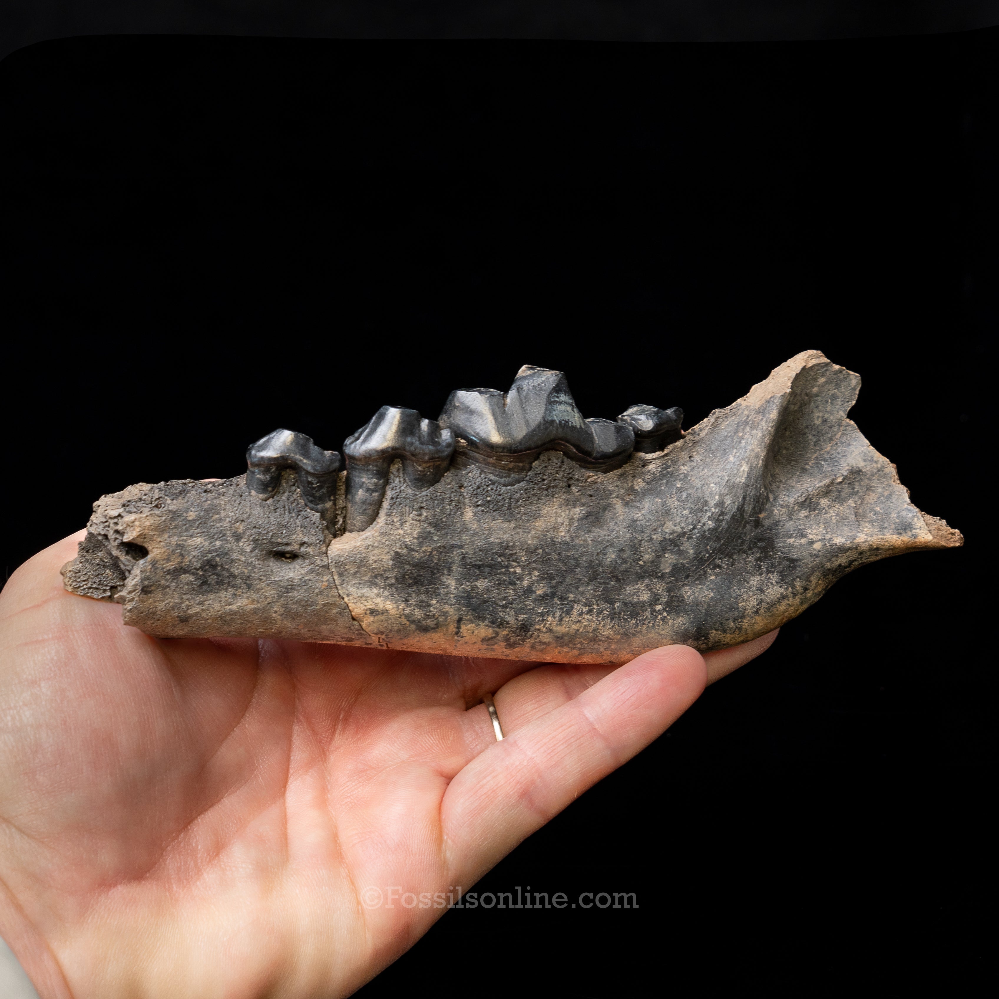 Dire Wolf Jaw Florida Fossil