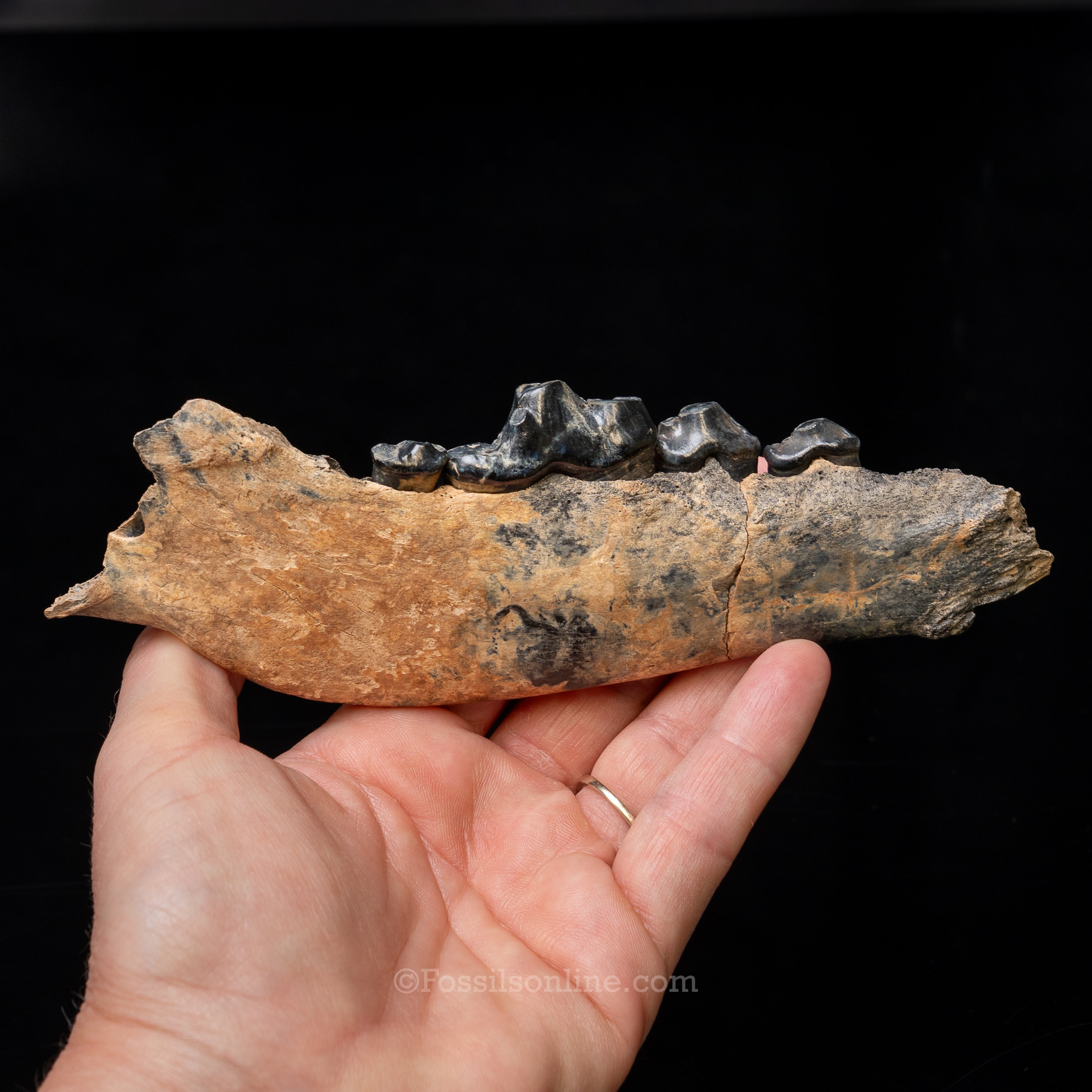 Dire Wolf Jaw Florida Fossil