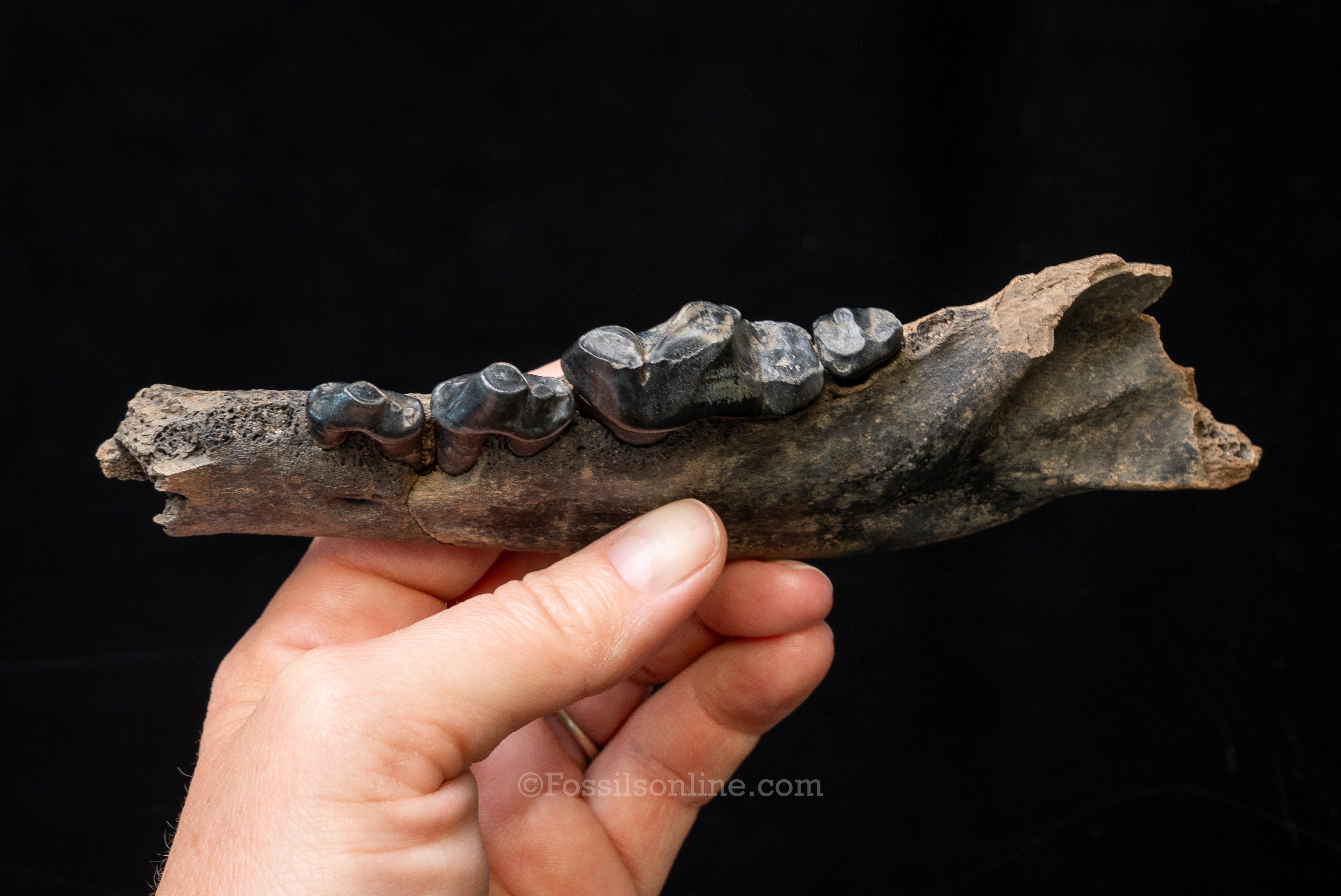 Dire Wolf Jaw Florida Fossil