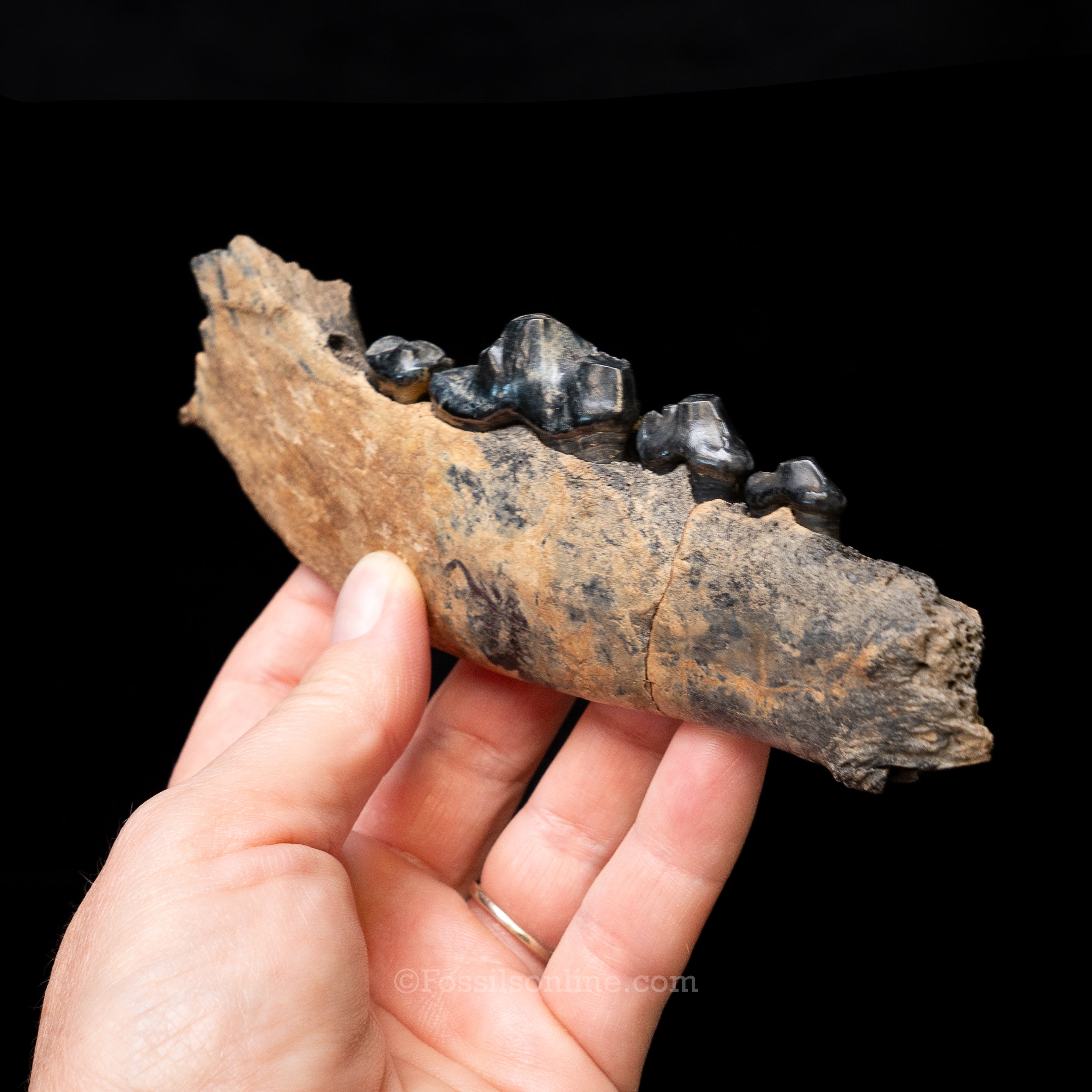 Dire Wolf Jaw Florida Fossil