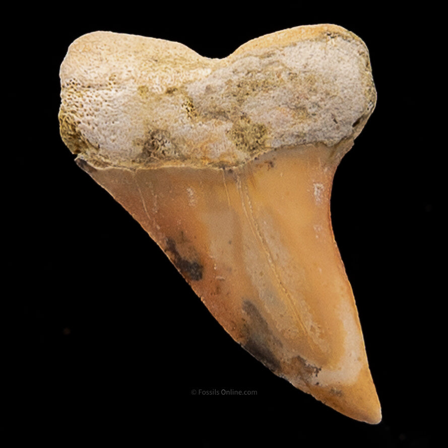 Bakersfield Mako C.Planus 1.47"